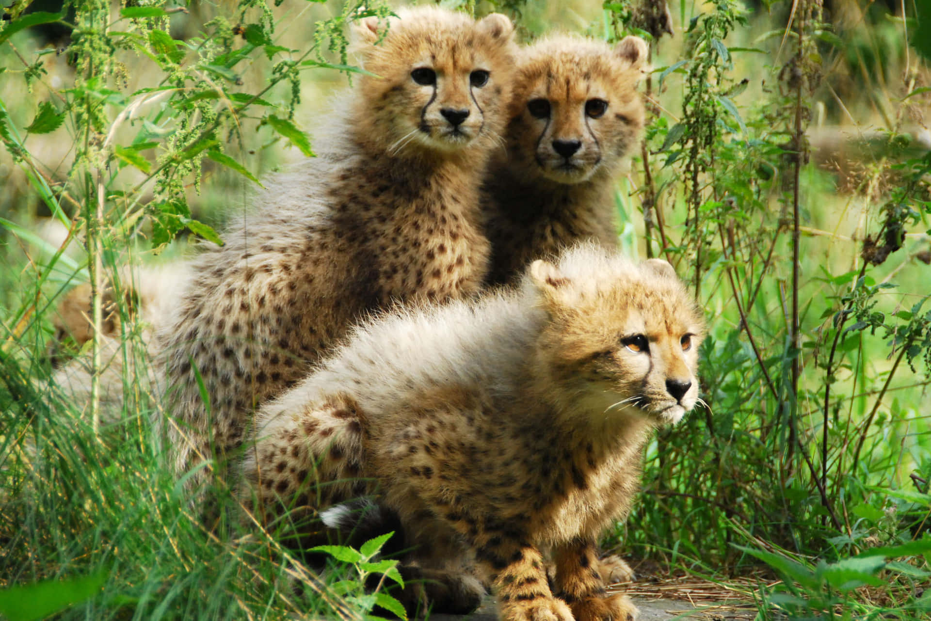 A Baby Cheetah Taking A Nap In The Grass Background