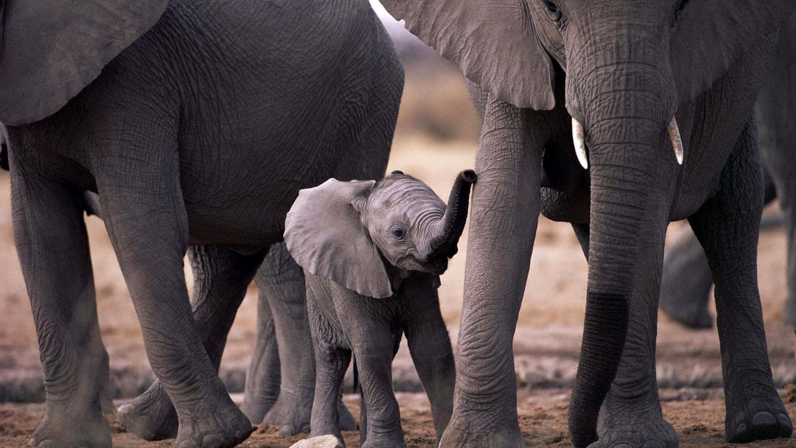 A Baby Elephant Is Standing Next To A Mother Elephant Background