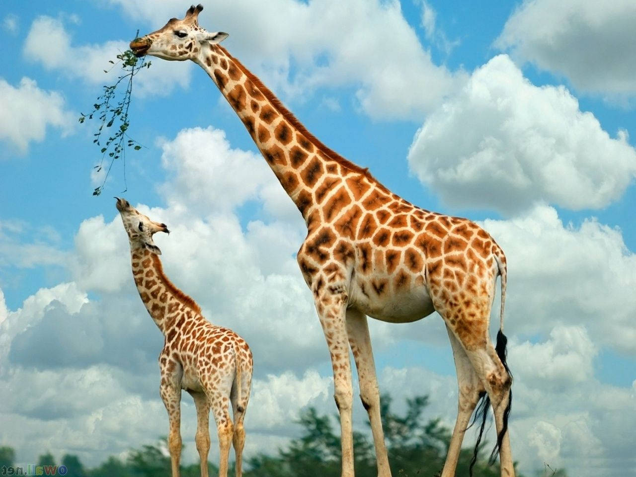 A Baby Giraffe's Feeding Time Background