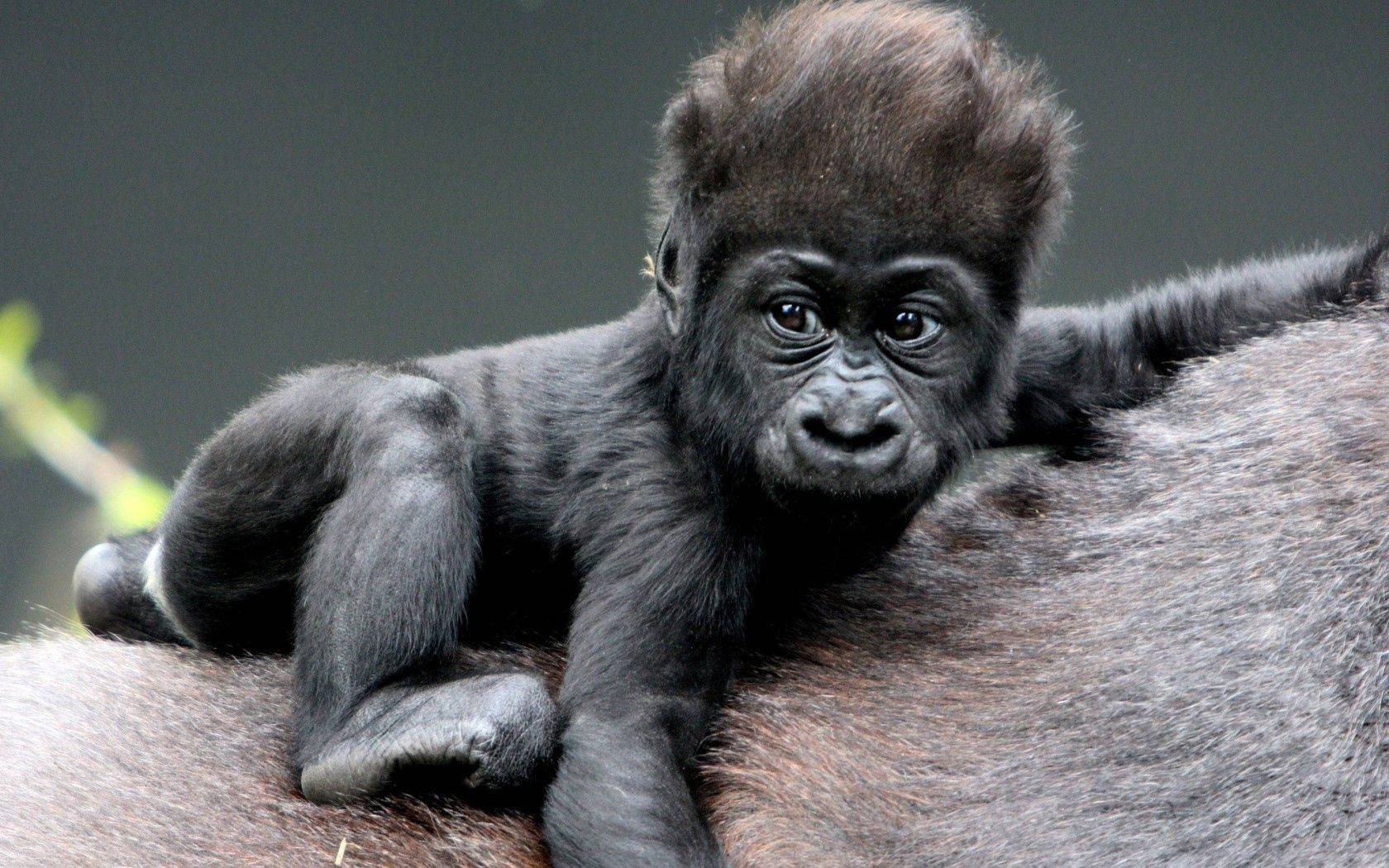 A Baby Gorilla Enjoys Its Time Playing In The Woods. Background