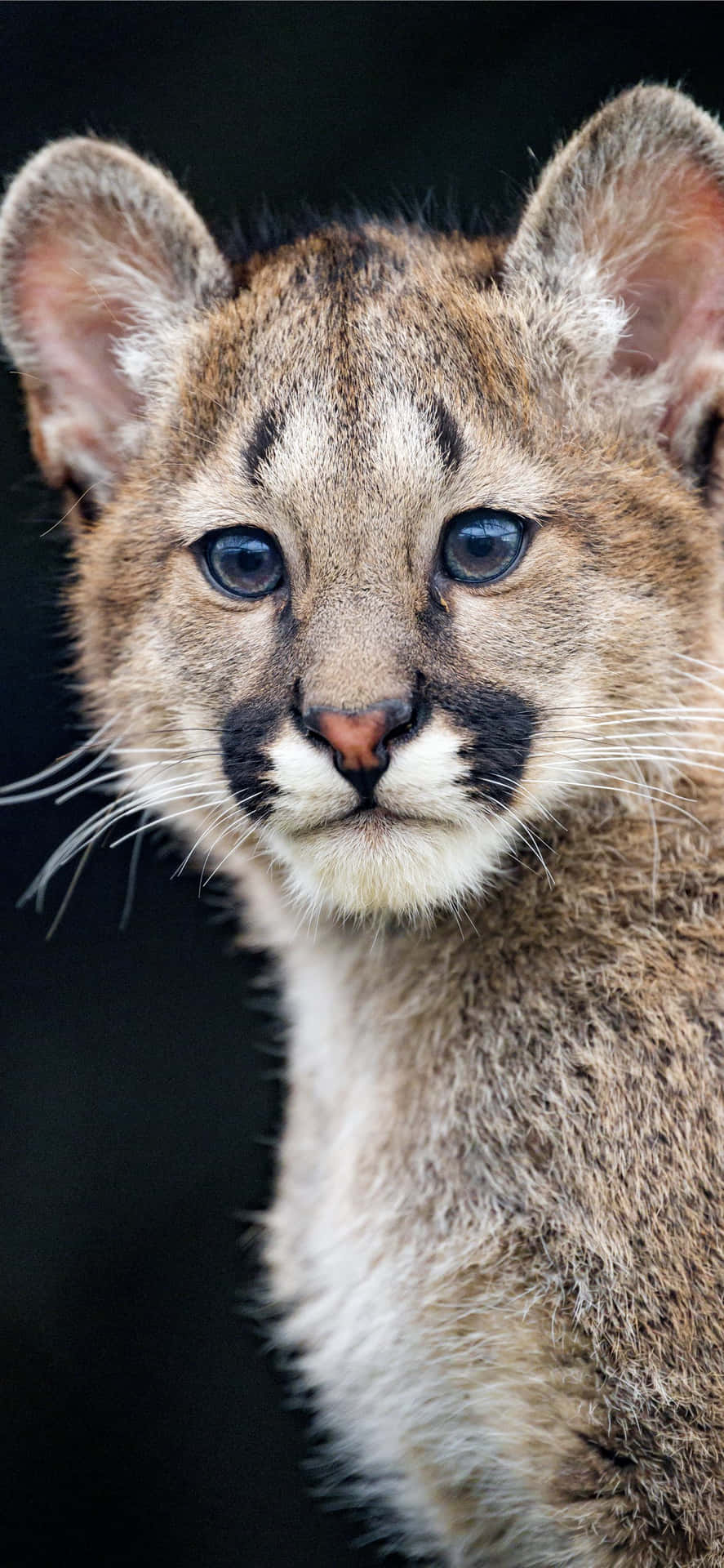 A Baby Mountain Lion Is Looking At The Camera