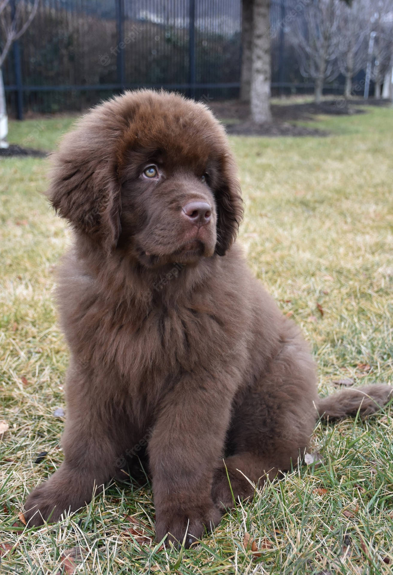 A Baby Newfoundland Dog Background