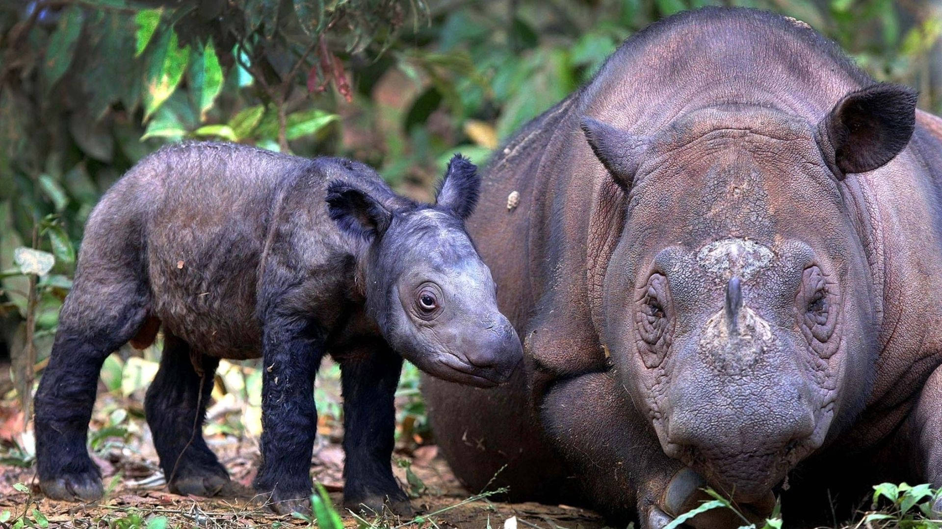 A Baby Rhino Grazing In The Wild Background
