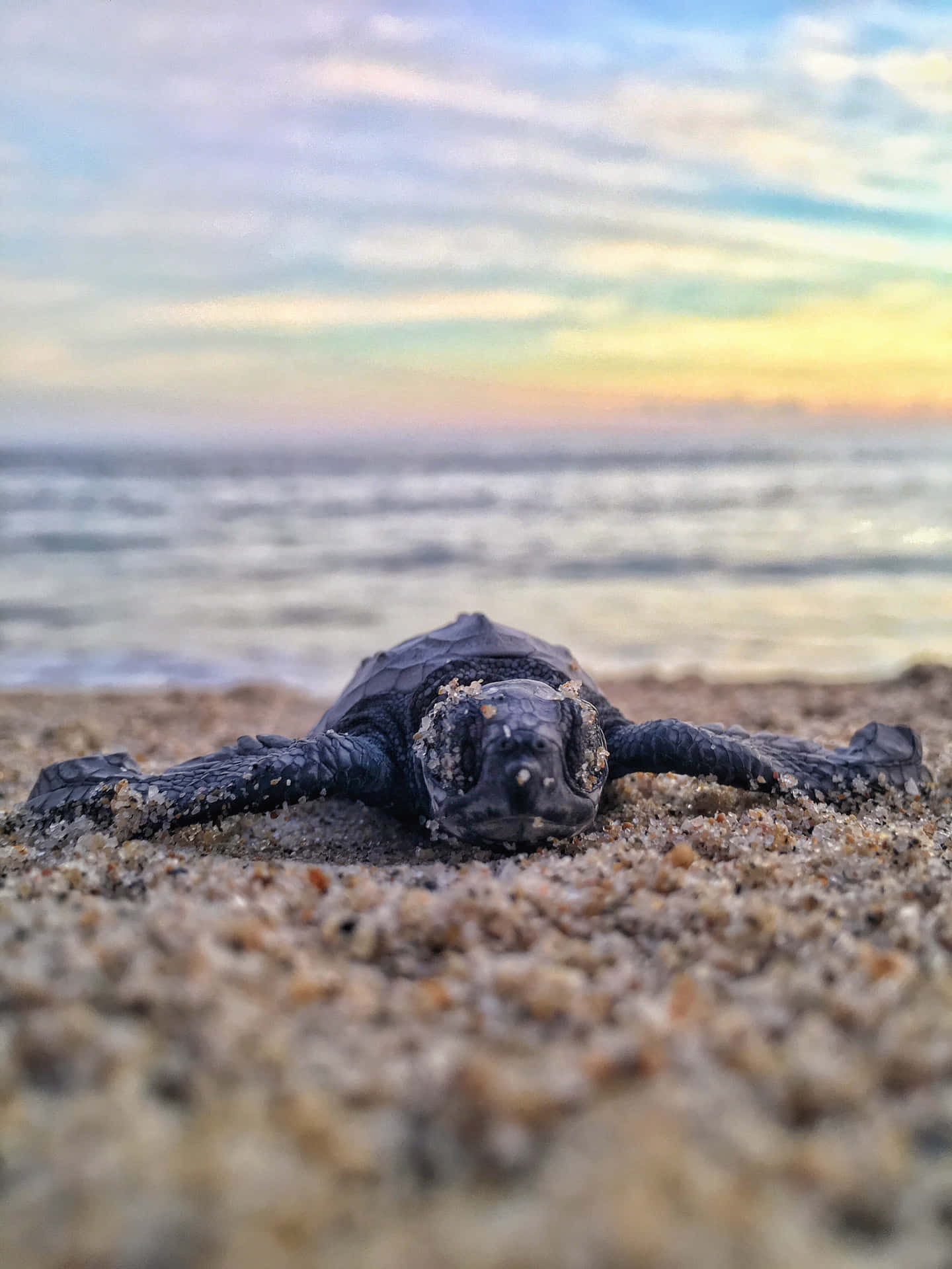 A Baby Sea Turtle Is Laying On The Beach At Sunset Background