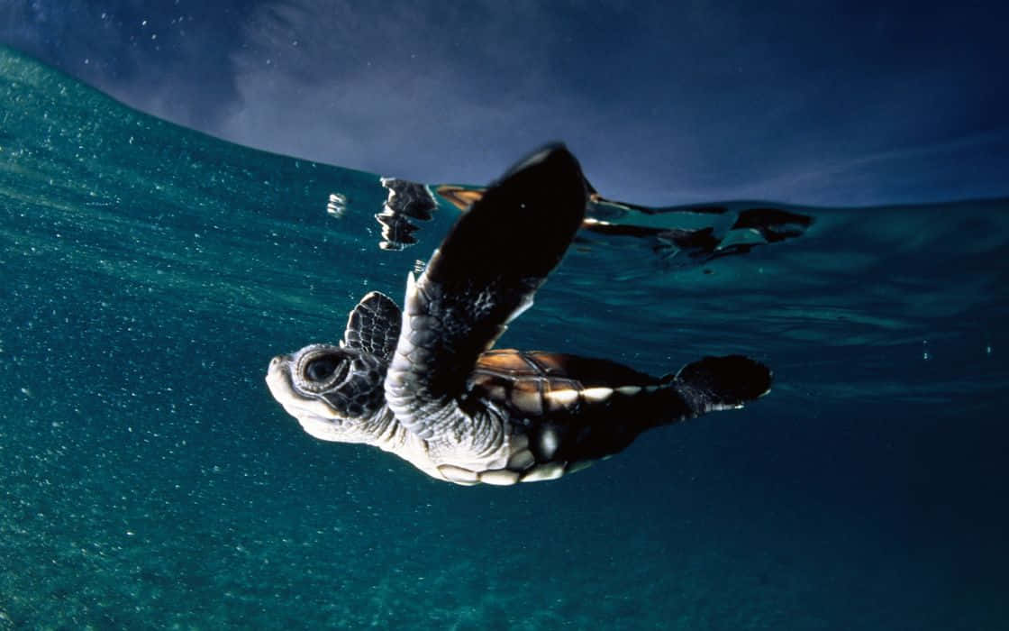 A Baby Sea Turtle Swimming In The Ocean Background