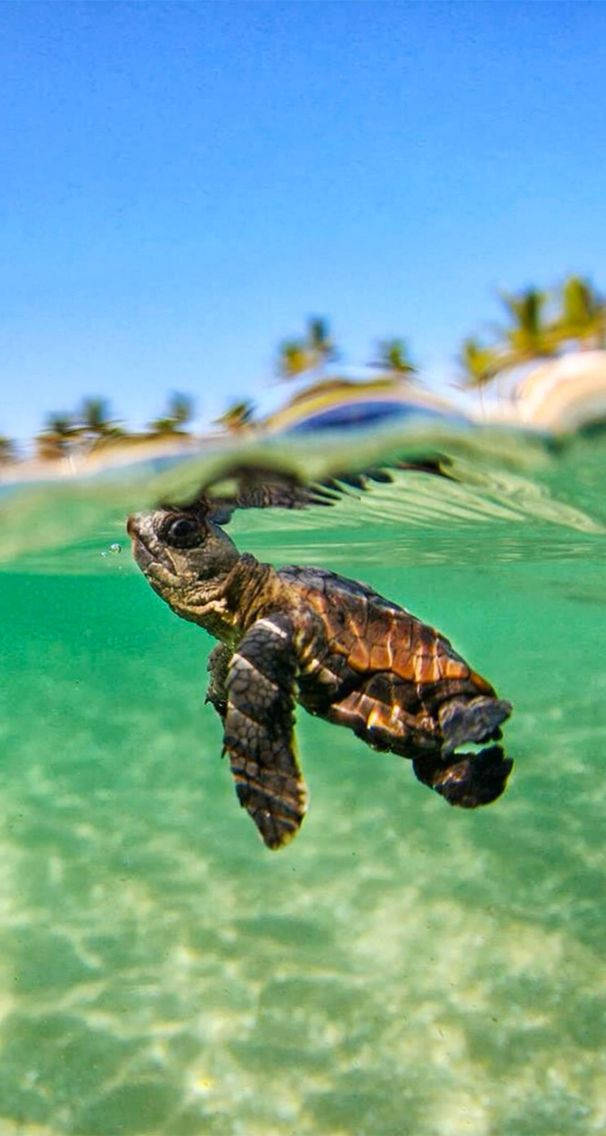 A Baby Sea Turtle Swimming In The Ocean Background