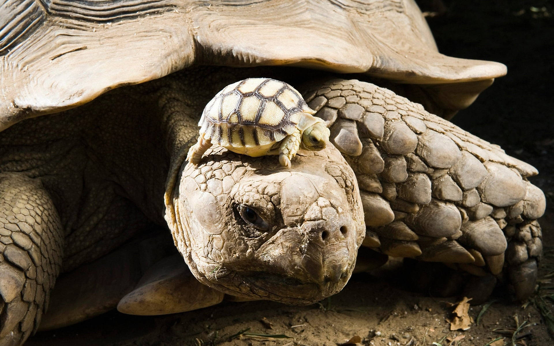 A Baby Tortoise Catching A Ride On Its Mother's Back.