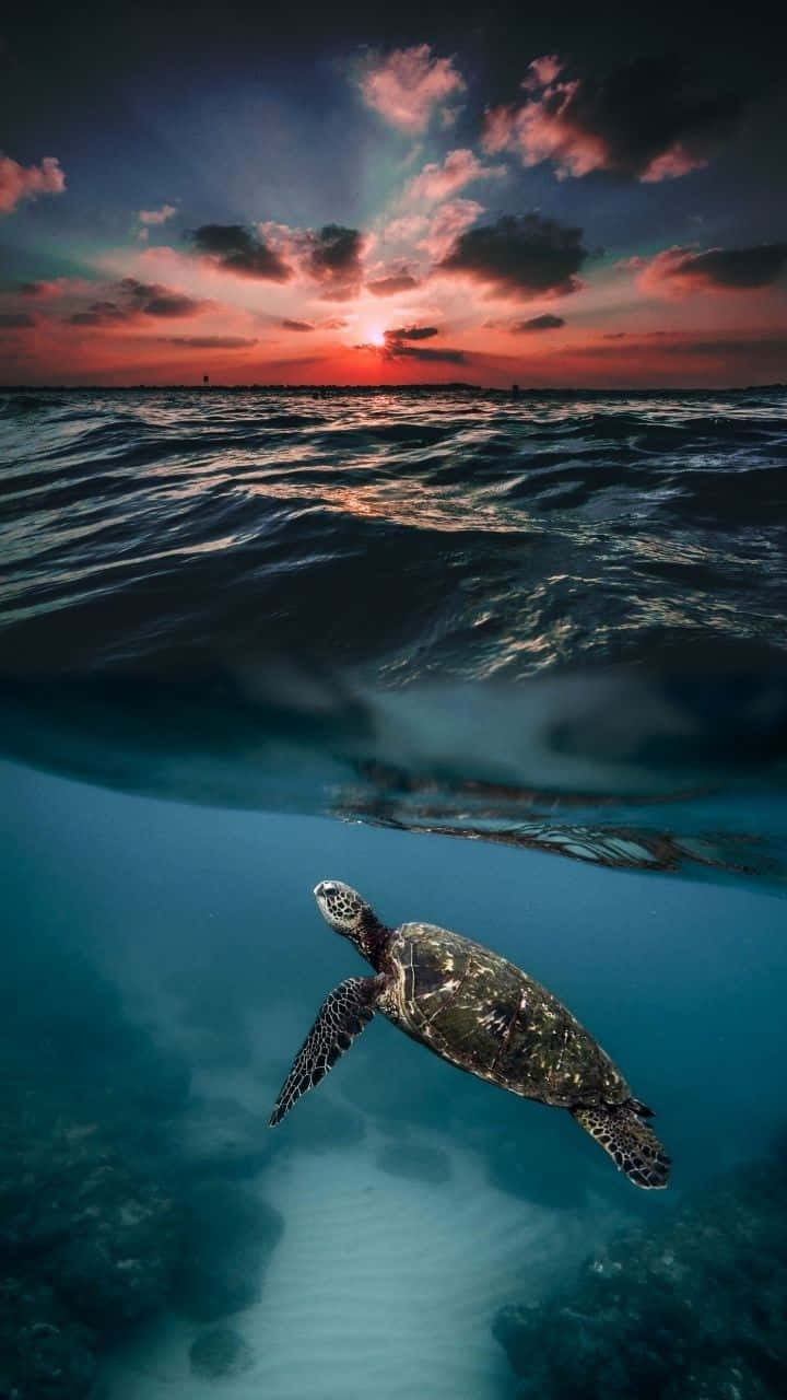 A Baby Turtle Crawling Across The Beach Background