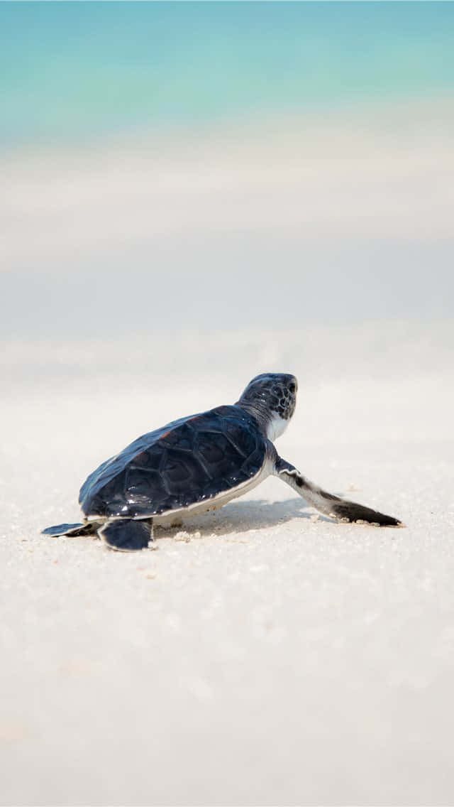 A Baby Turtle Is Walking On The Beach