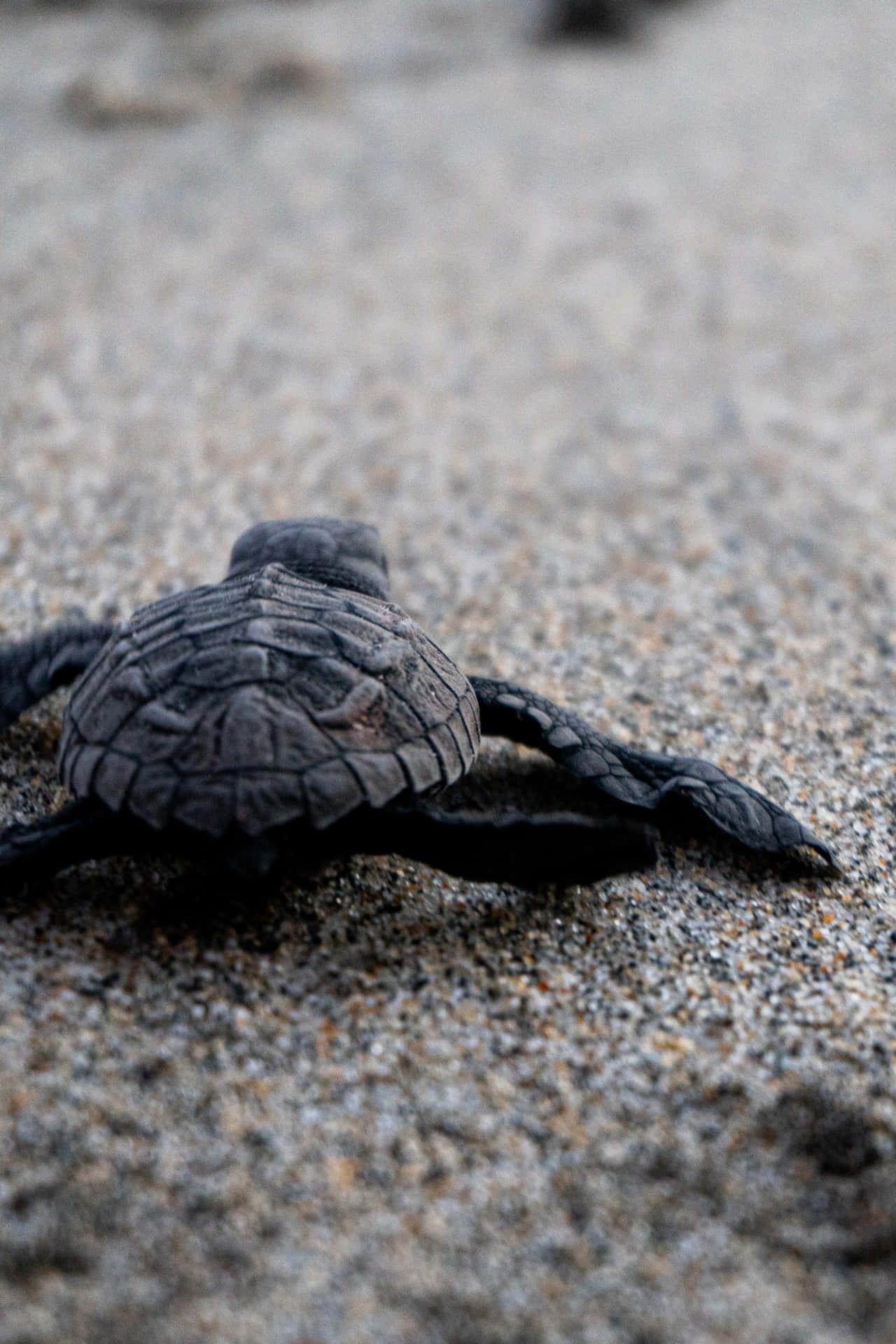 A Baby Turtle Is Walking On The Beach Background