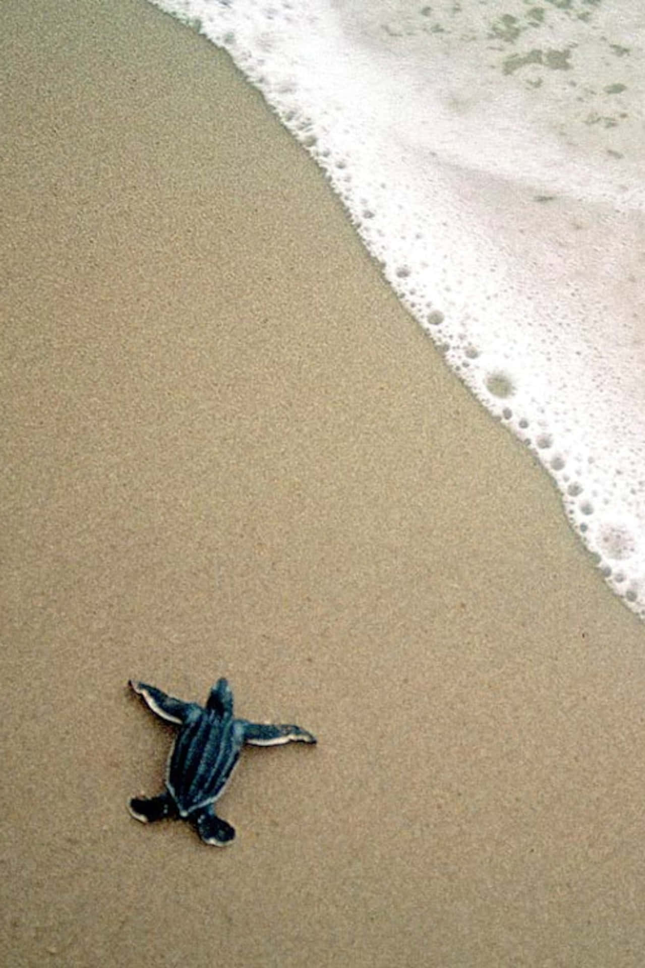 A Baby Turtle Is Walking On The Beach Background