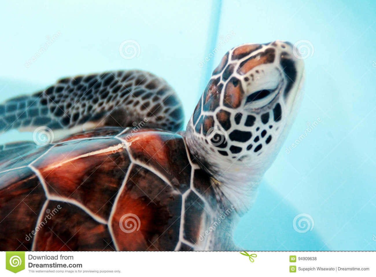 A Baby Turtle Making Its Way In Life Background