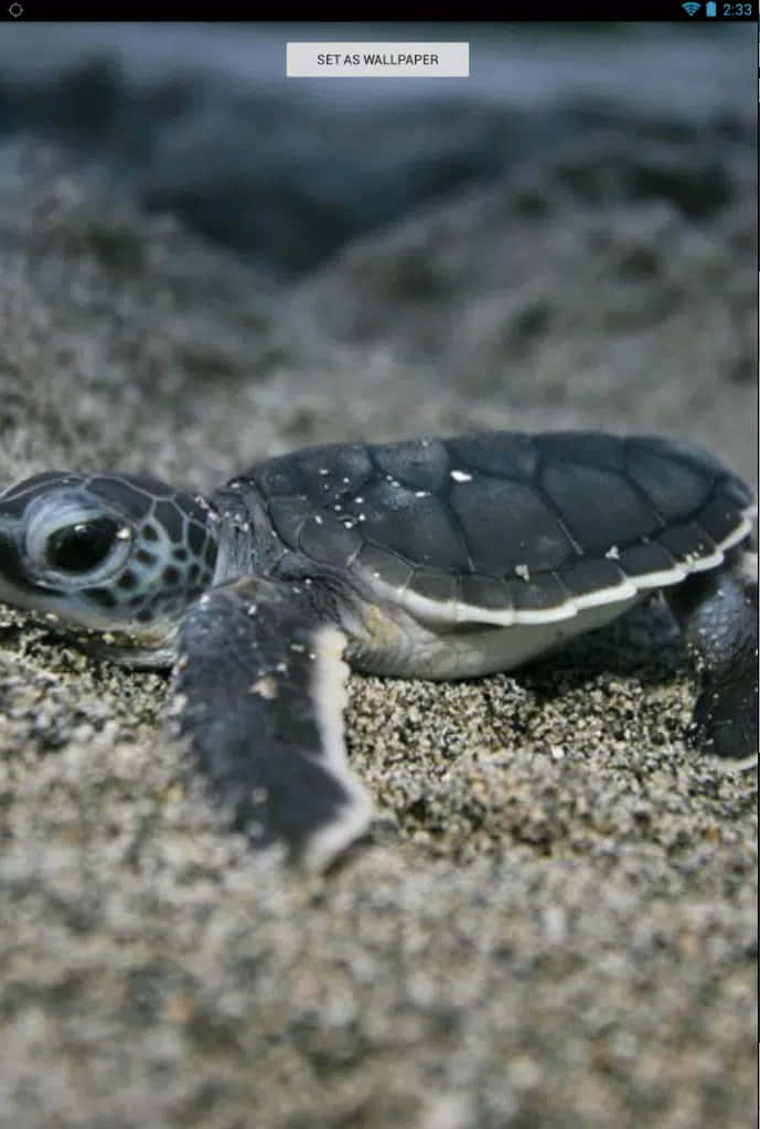 A Baby Turtle Swimming In A Beautiful Ocean Background