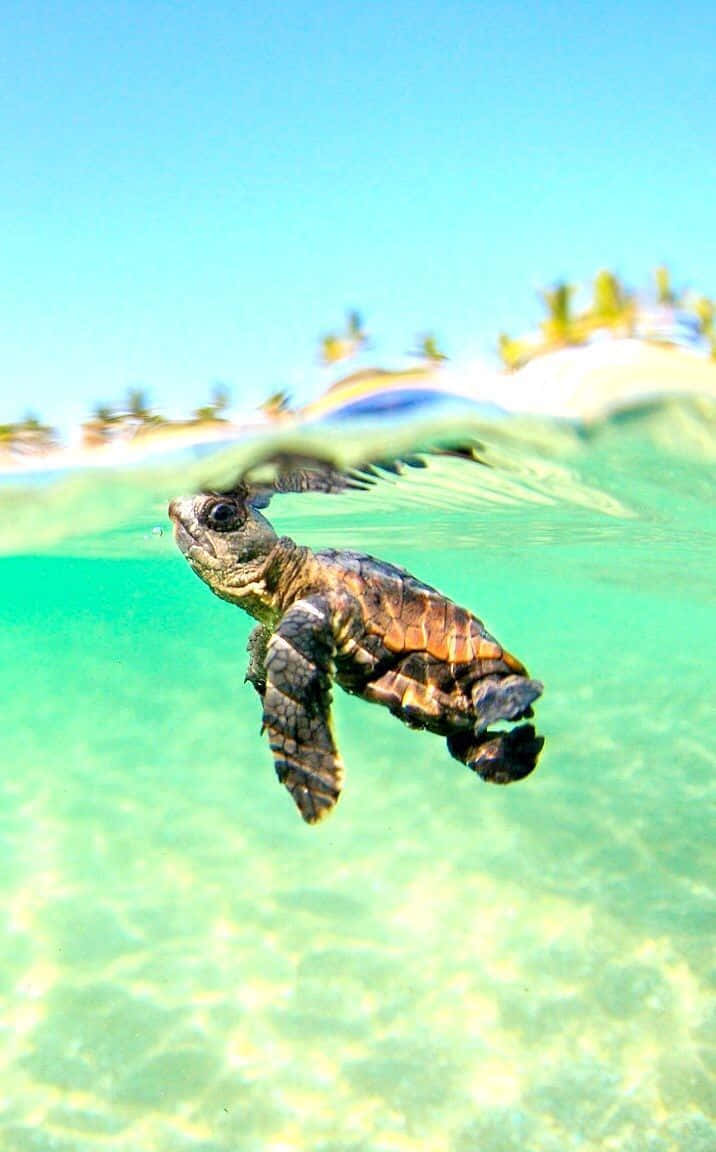 A Baby Turtle Swimming In The Ocean Background