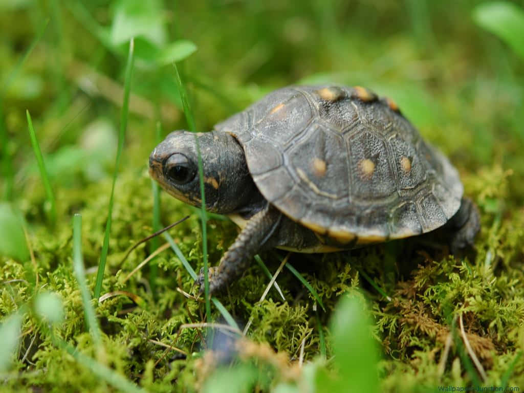 A Baby Turtle Walking On Moss In The Grass Background