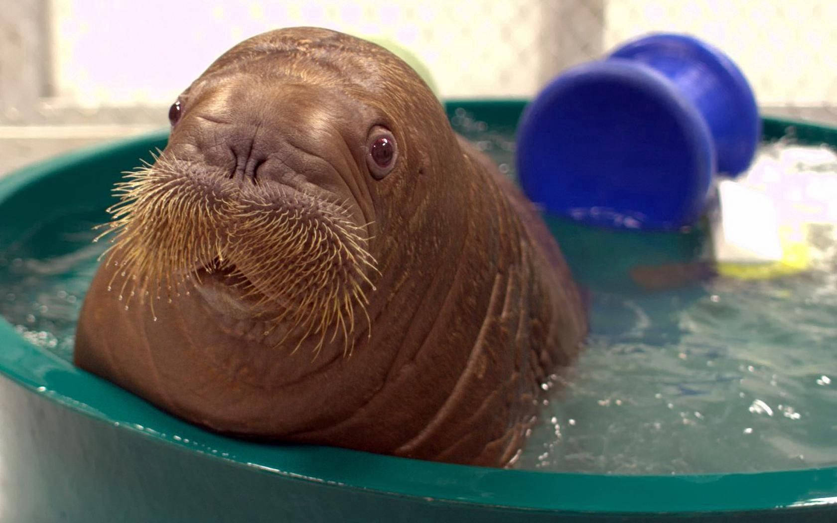 A Baby Walrus Takes A Warm Bath Background