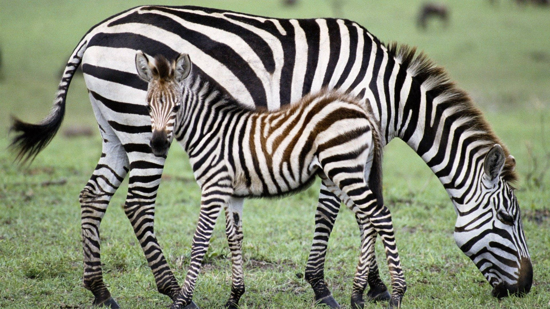 A Baby Zebra Enjoying A Meal Background