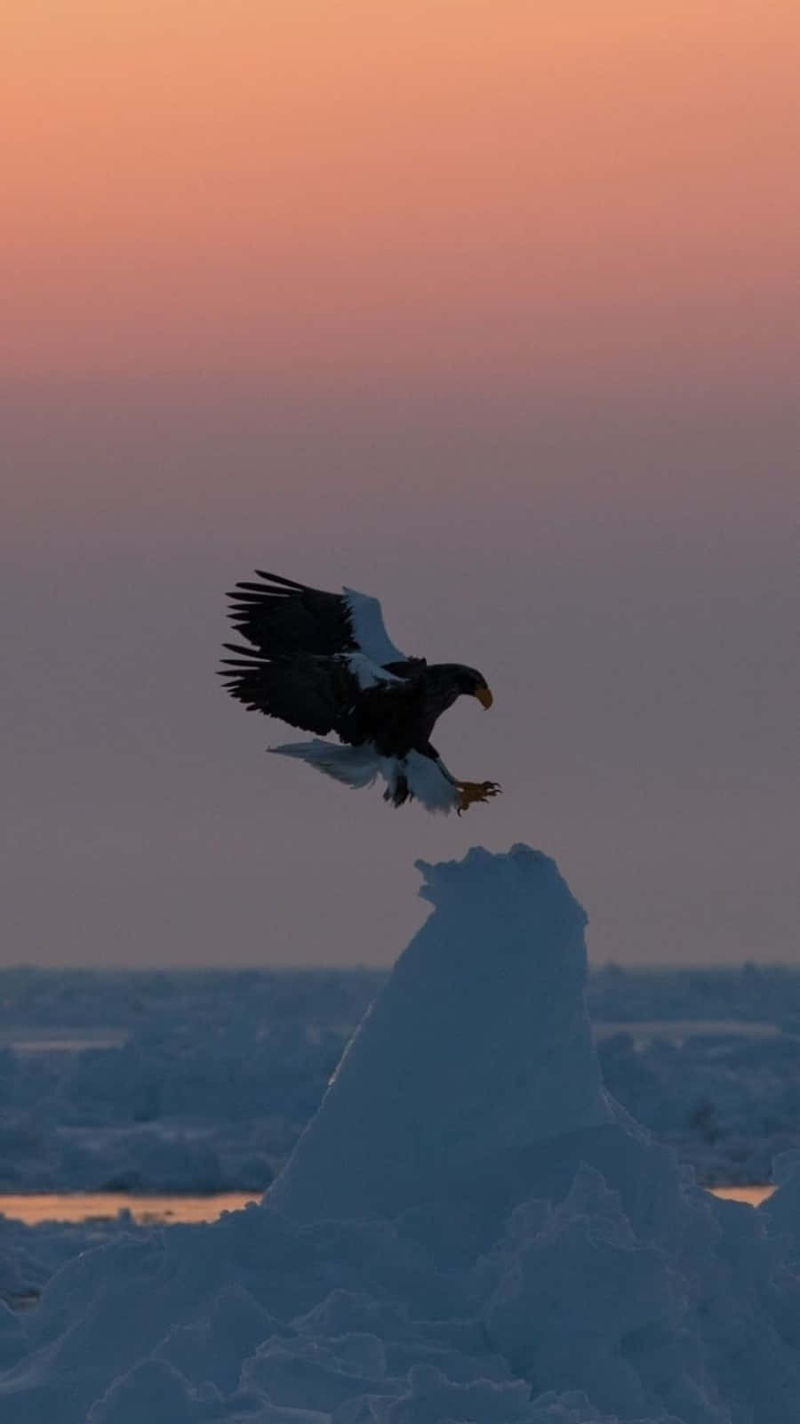 A Bald Eagle Flies Over A Frozen Body Of Water