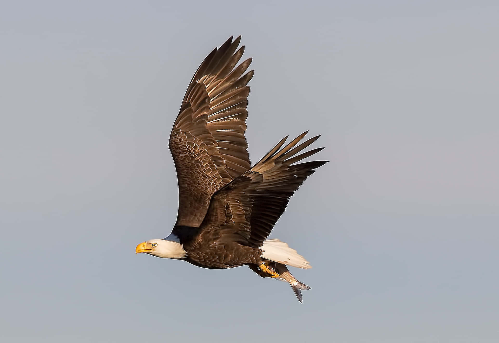 A Bald Eagle Flies Through The Air With A Fish In Its Mouth Background