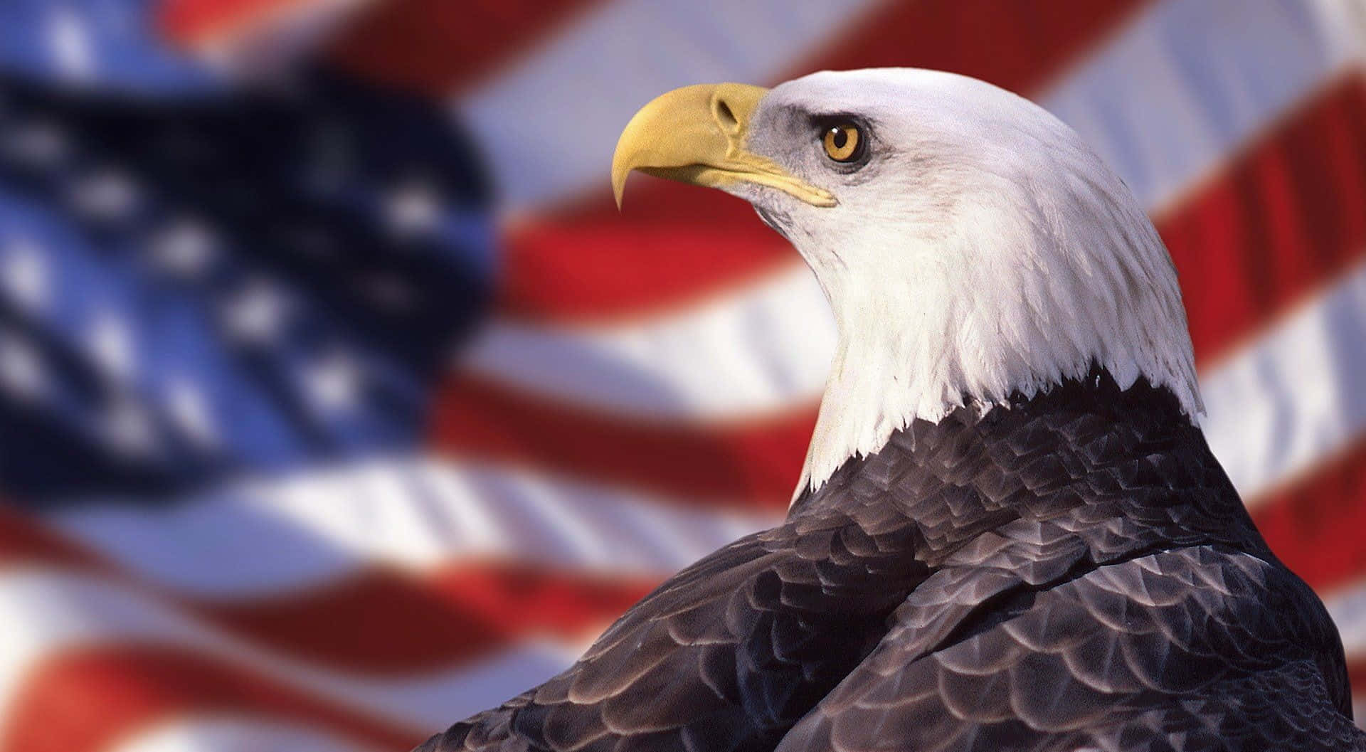 A Bald Eagle Is Standing In Front Of An American Flag Background