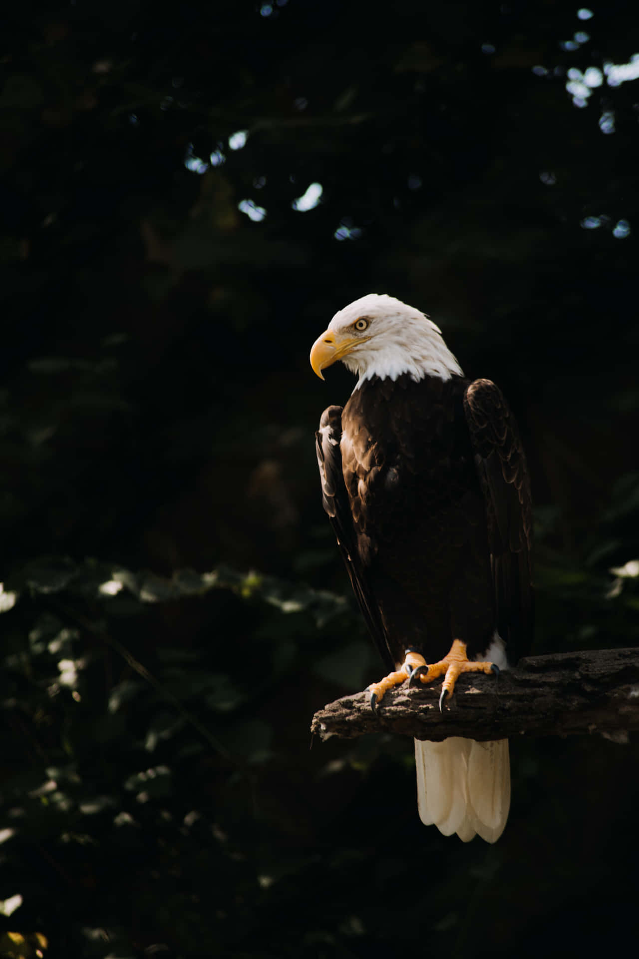 A Bald Eagle Perched On A Branch Background