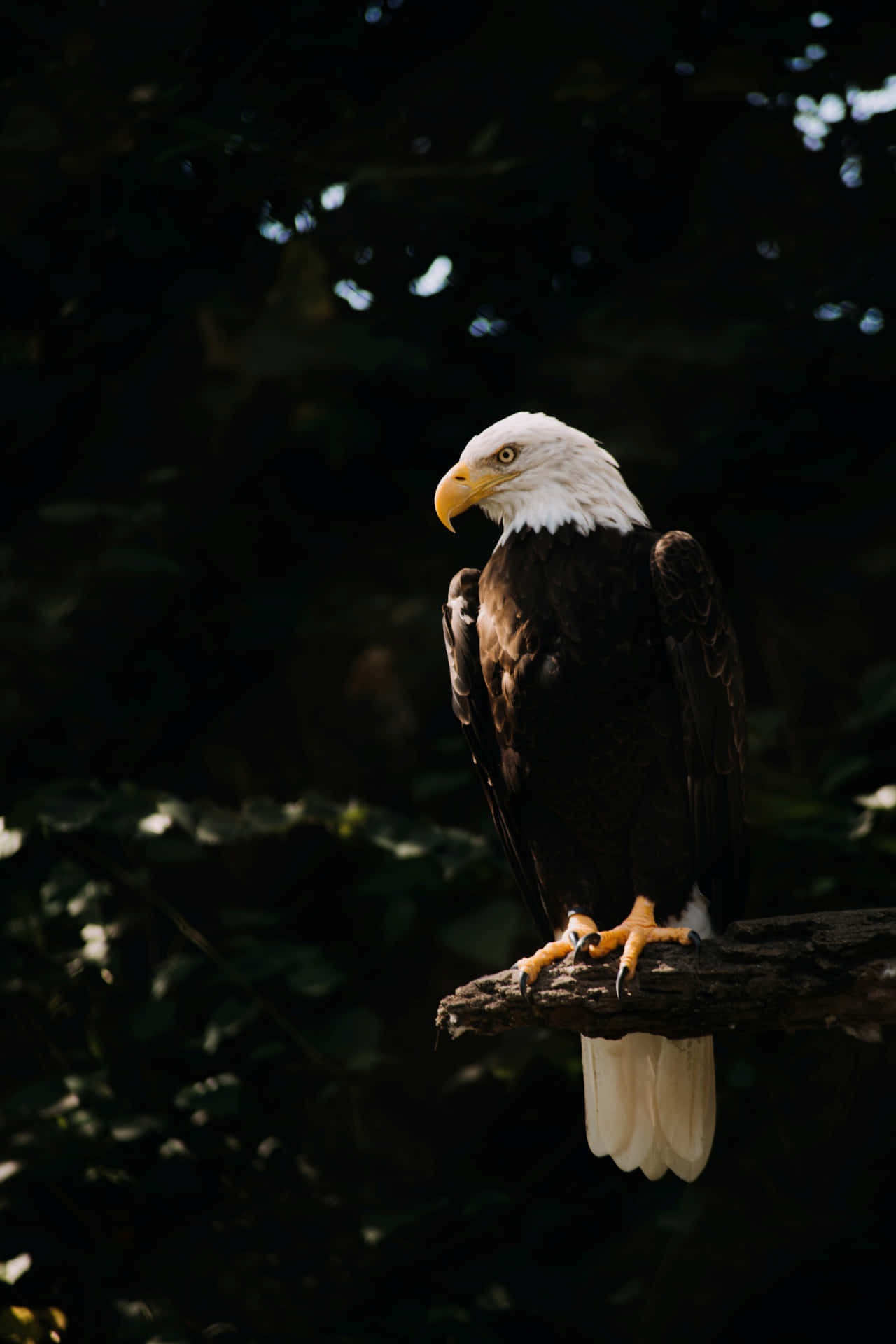 A Bald Eagle Perched On A Branch