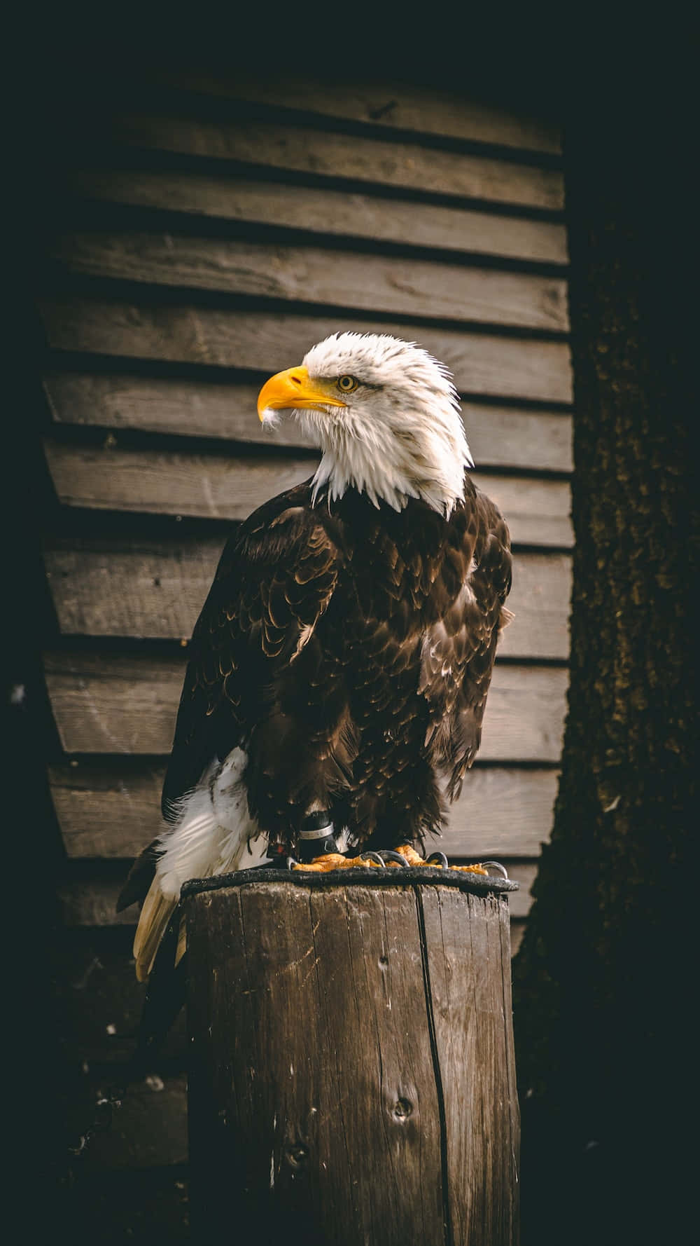A Bald Eagle Sitting On A Wooden Post