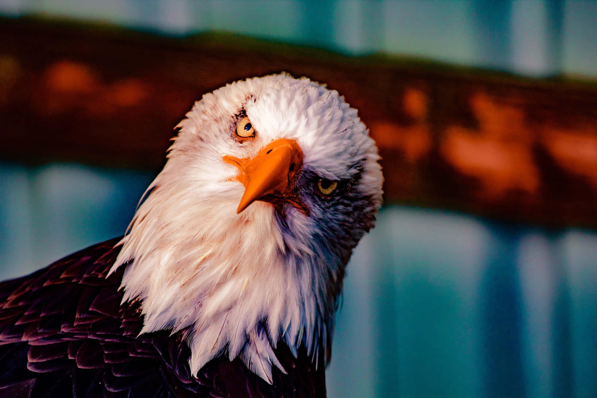 A Bald Eagle With A Blue Background Background