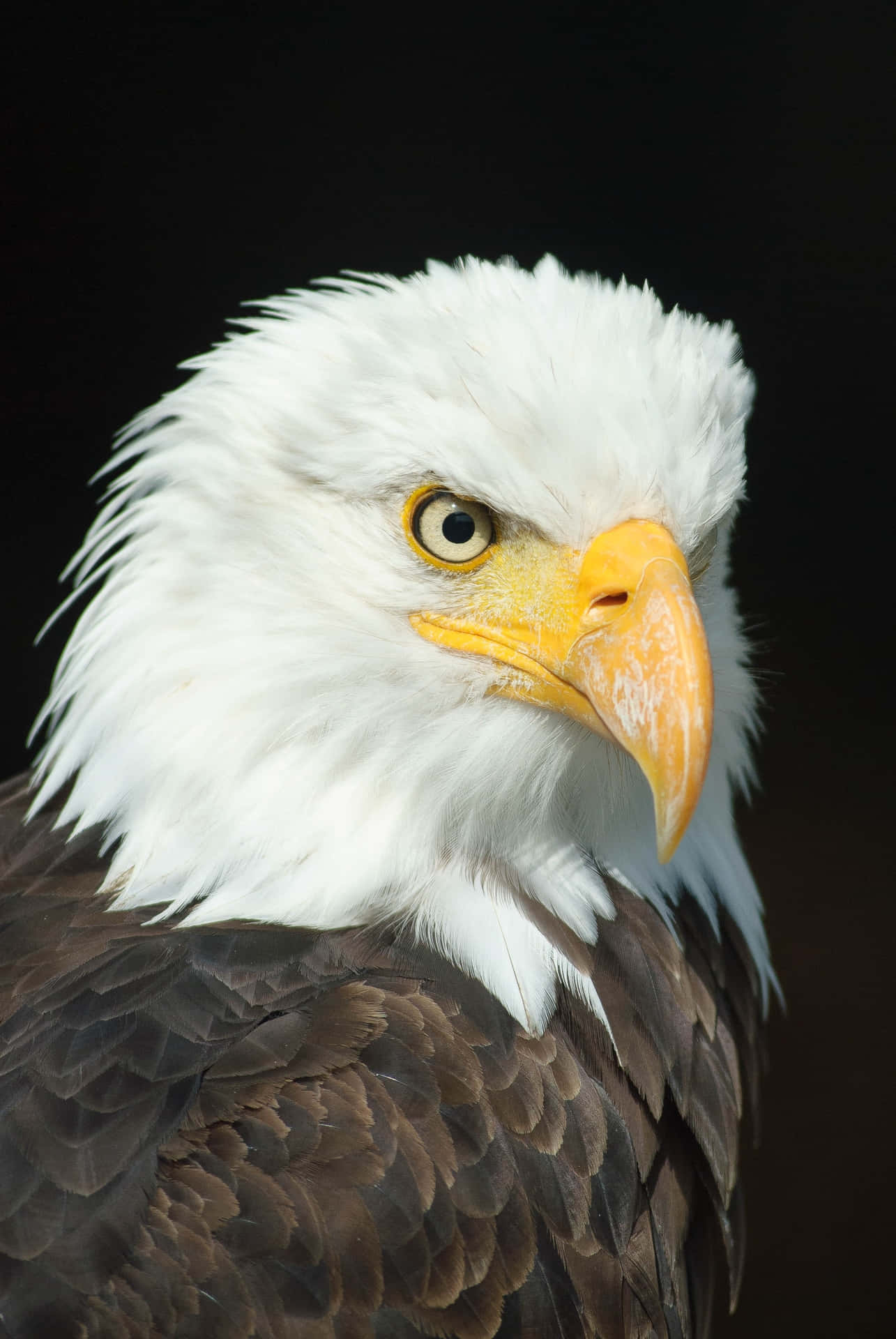 A Bald Eagle With A Yellow Beak Background
