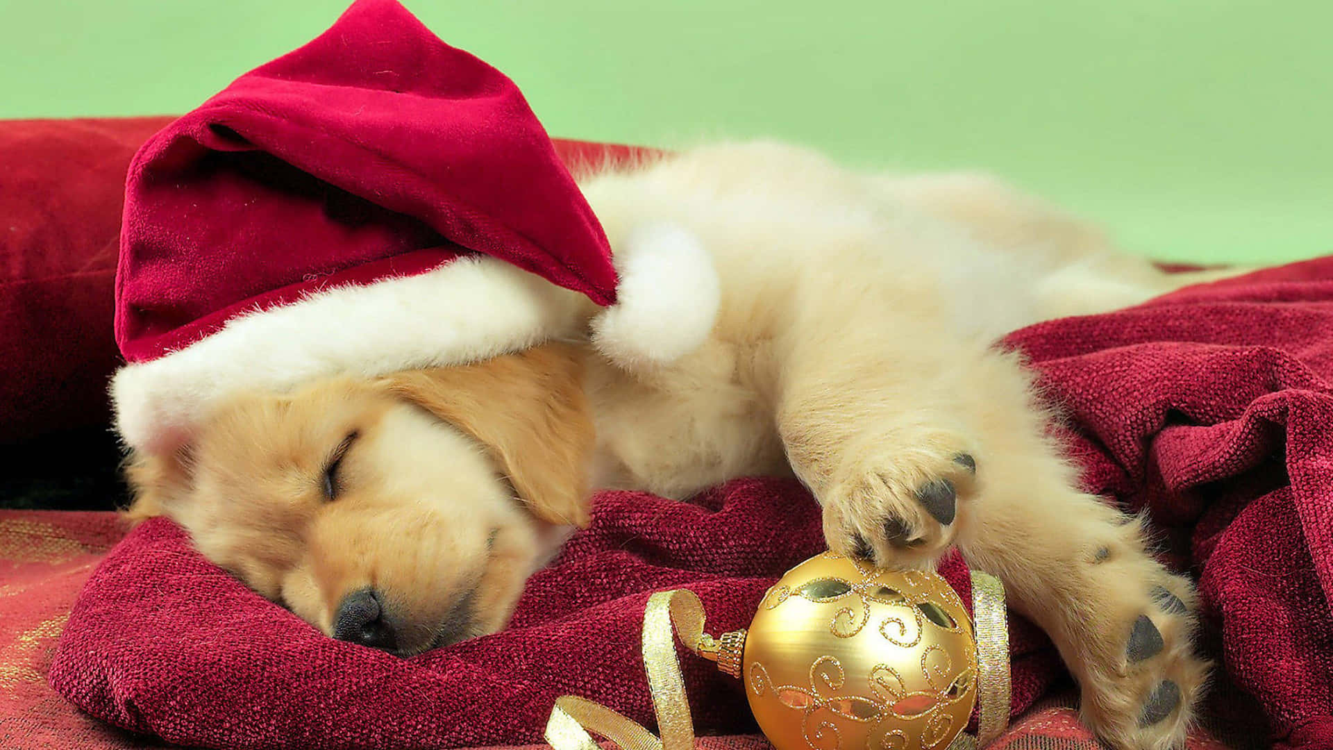 A Ball Of Golden Fur - A Golden Retriever Puppy Background