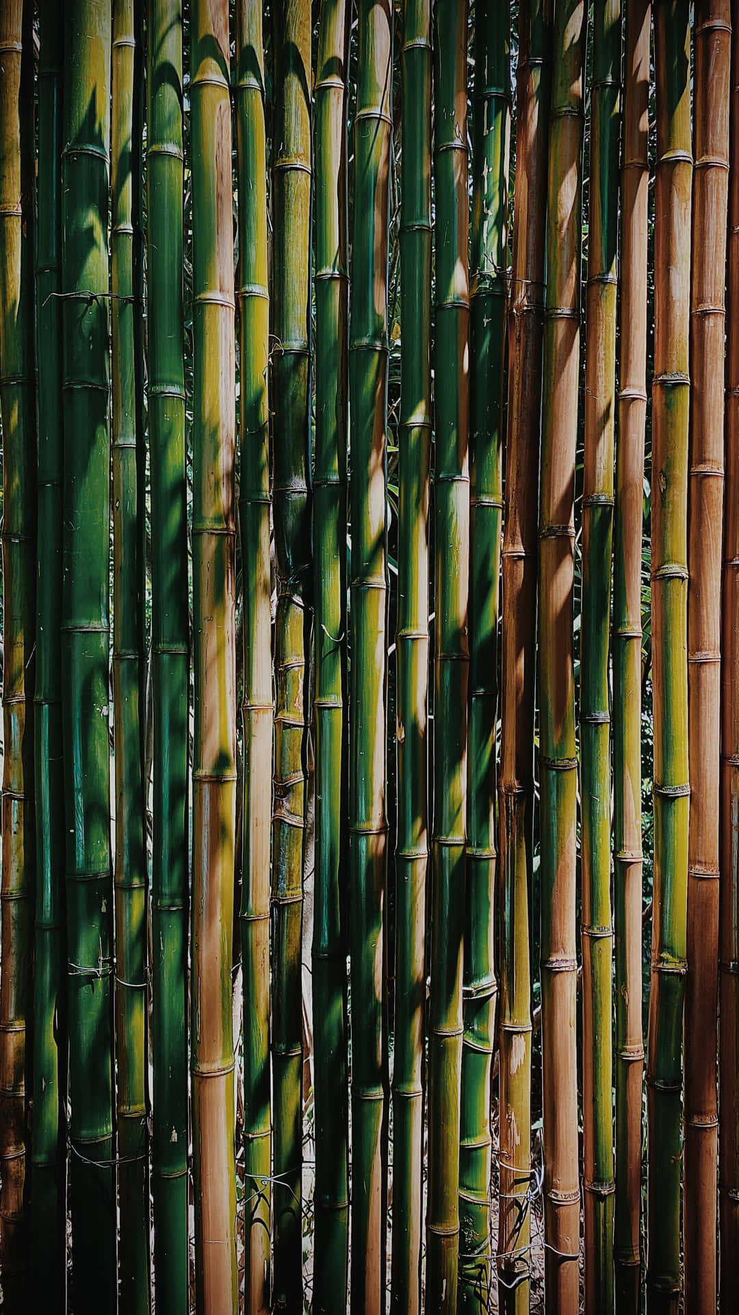 A Bamboo Forest Background