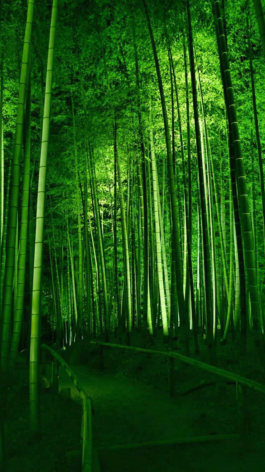 A Bamboo Forest Lit Up At Night Background