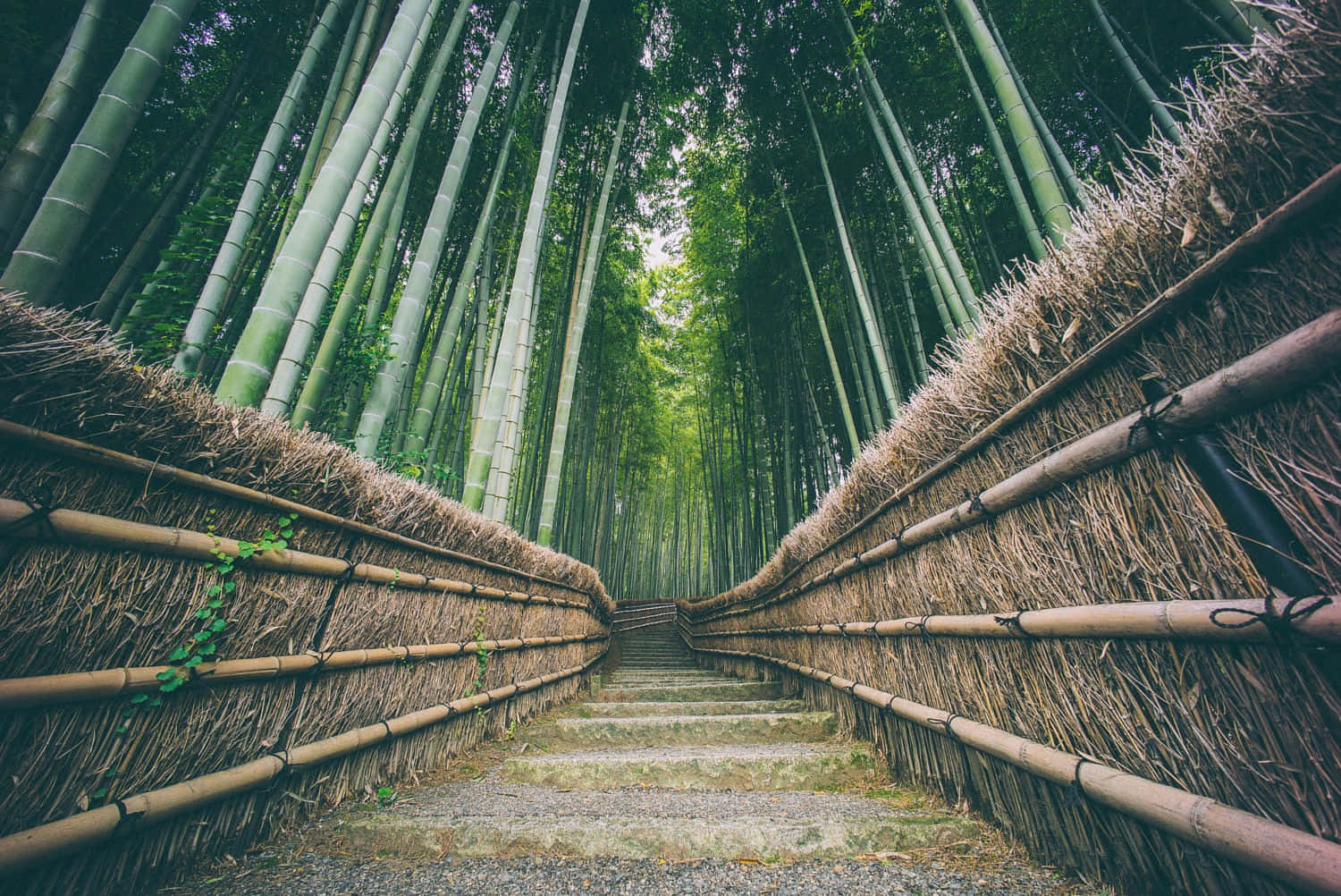 A Bamboo Forest With A Path Leading Through It Background