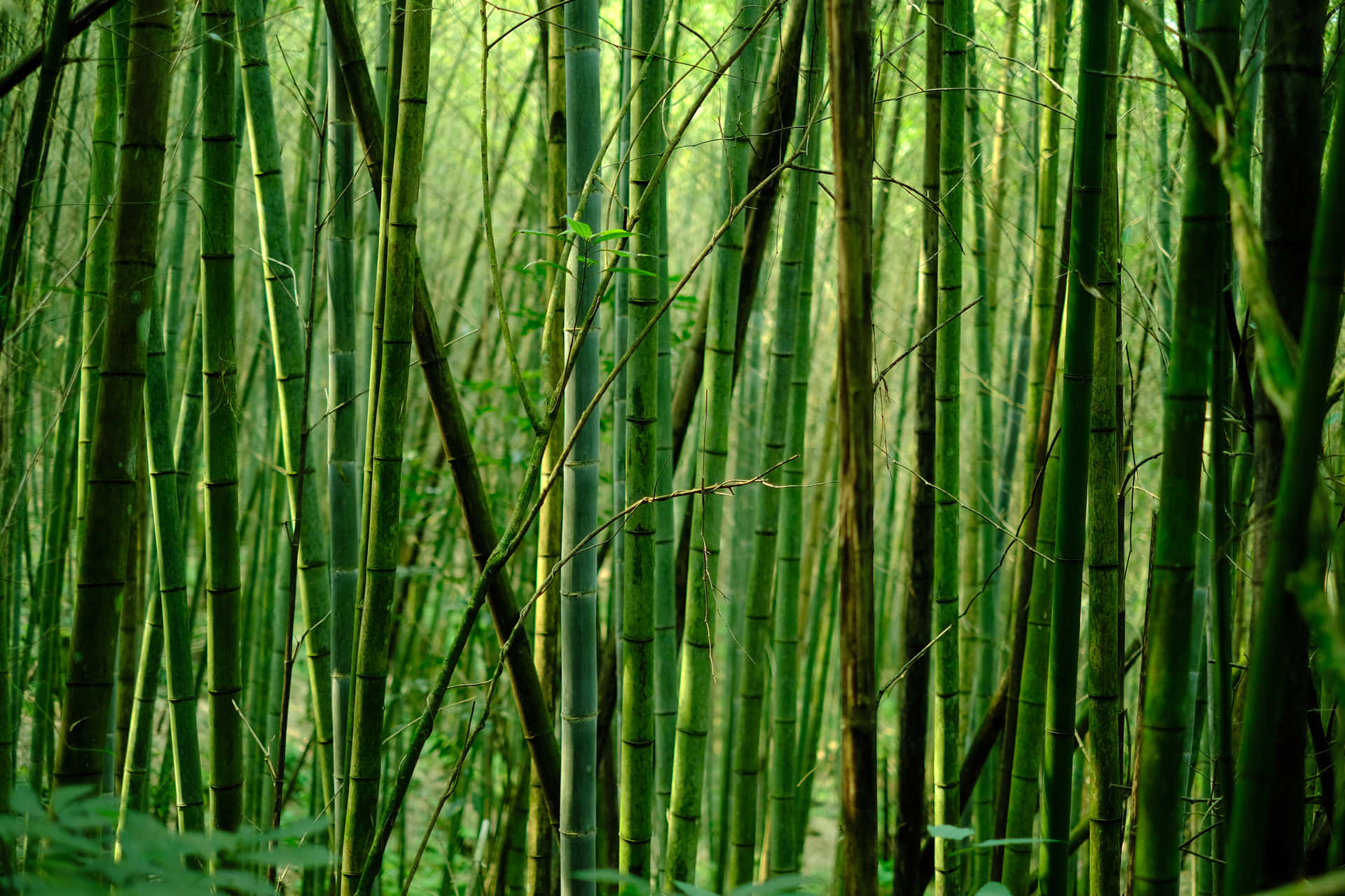 A Bamboo Forest With Many Green Leaves Background