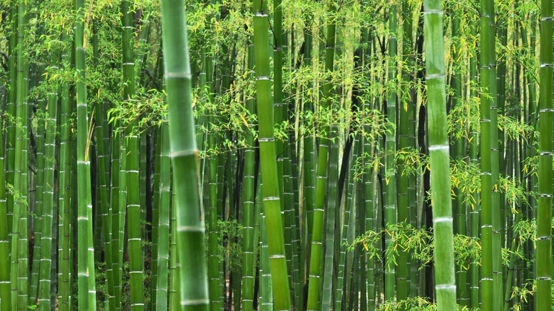 A Bamboo Forest With Many Tall Green Trees Background