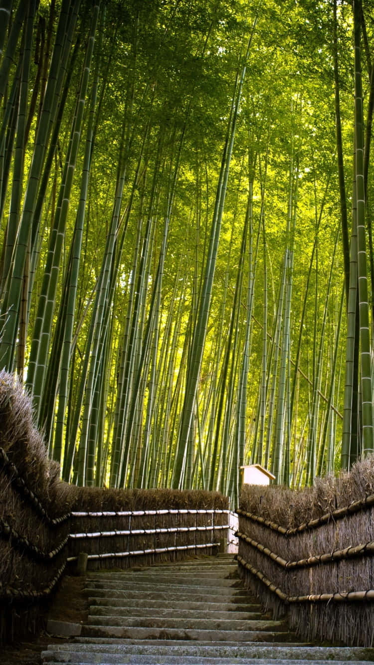A Bamboo Forest With Stairs Leading Up To A Bamboo Forest Background
