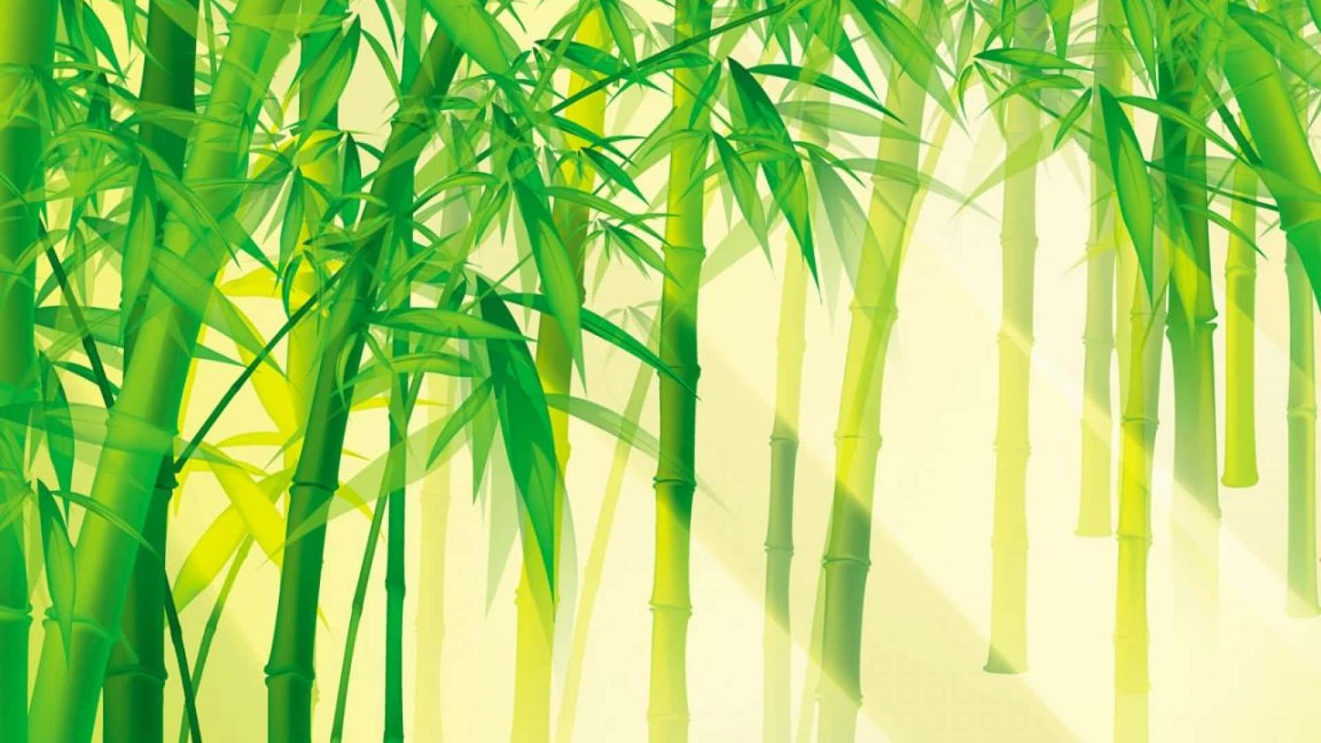 A Bamboo Forest With Sunlight Shining Through The Leaves Background