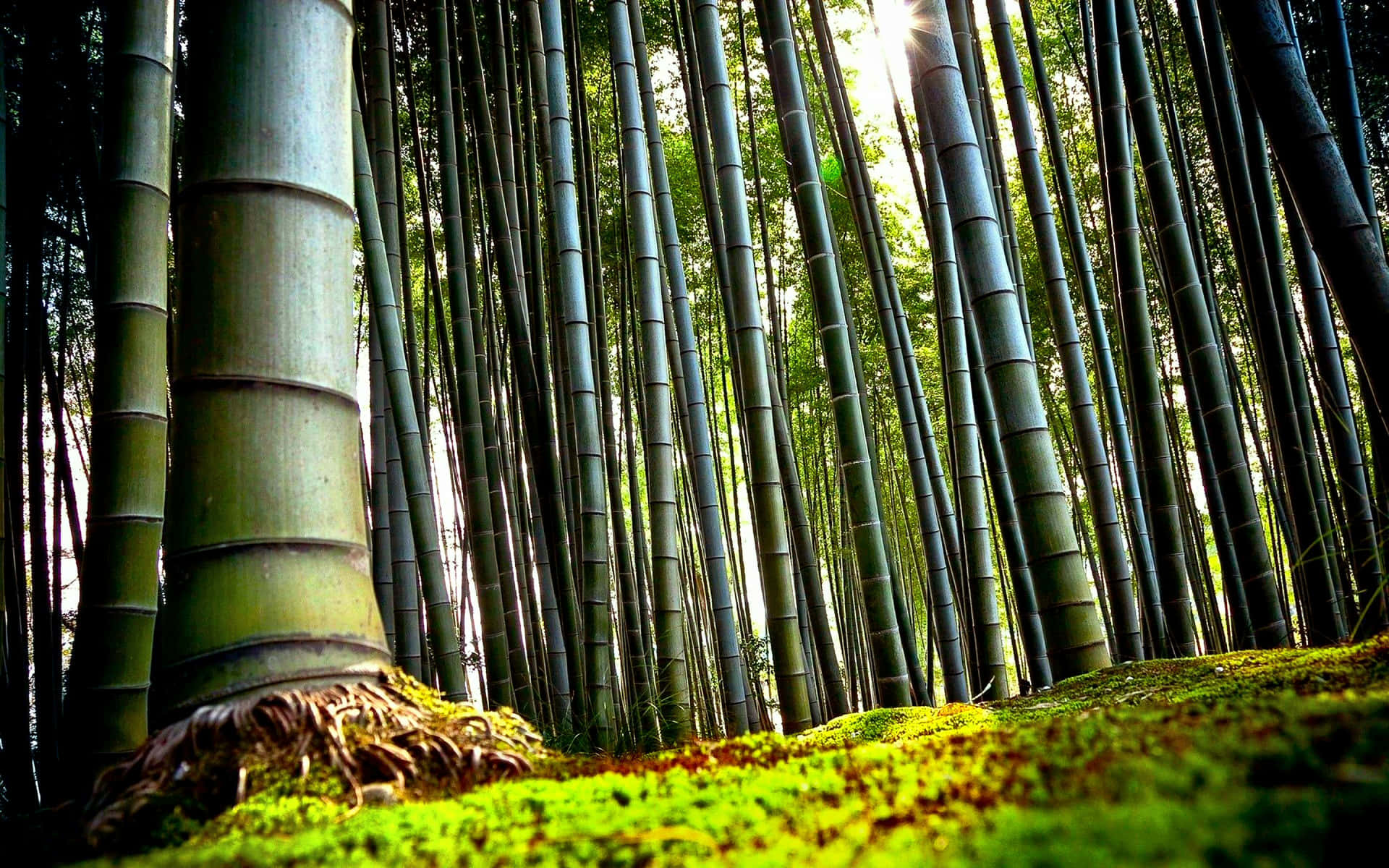 A Bamboo Forest With Tall Trees And Moss Background