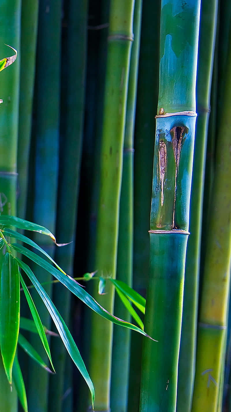 A Bamboo Stalk With Green Leaves Background