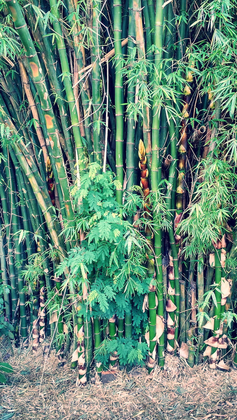 A Bamboo Tree Background