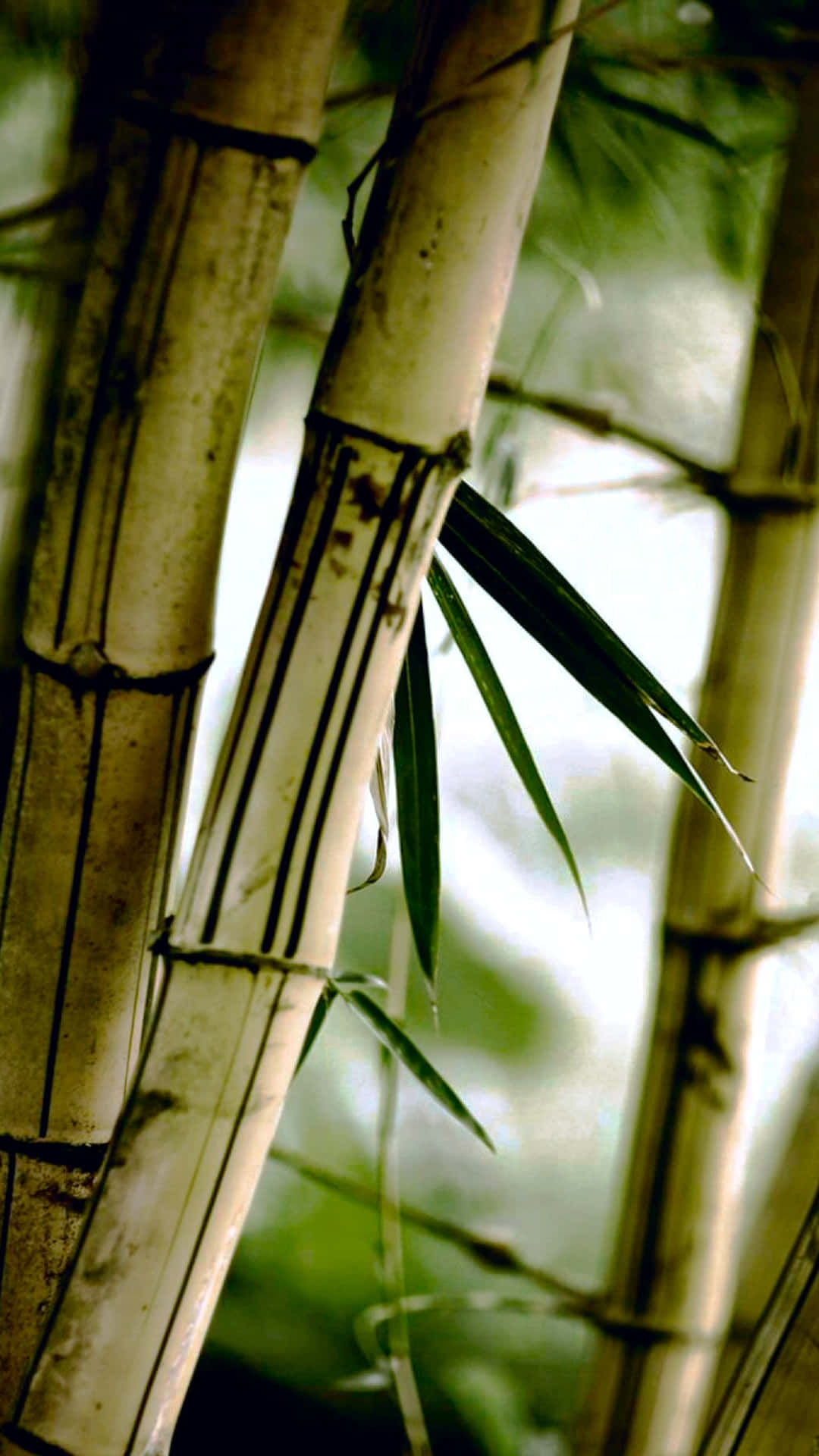 A Bamboo Tree With A Bird On It Background