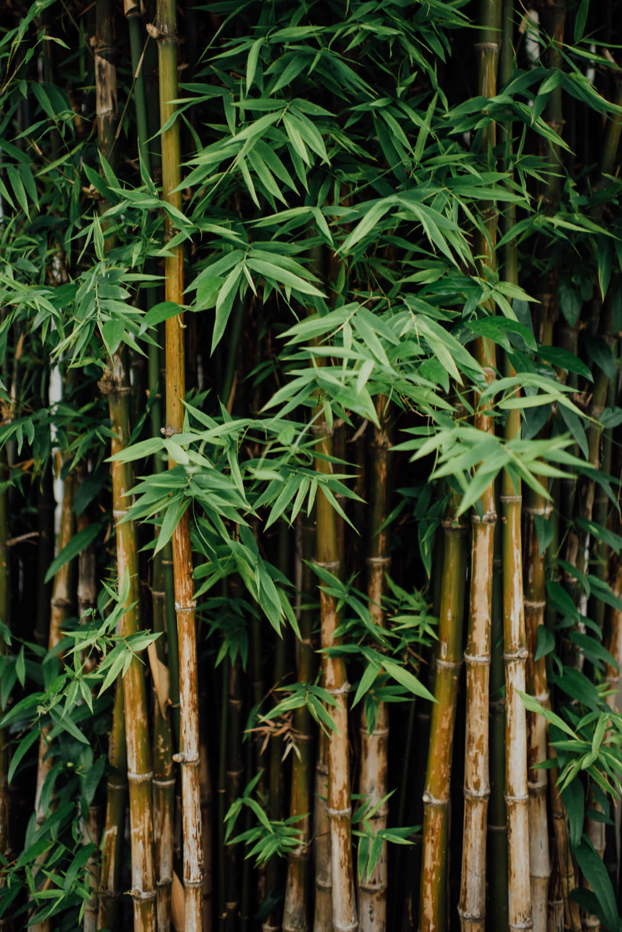 A Bamboo Tree With Many Leaves Background