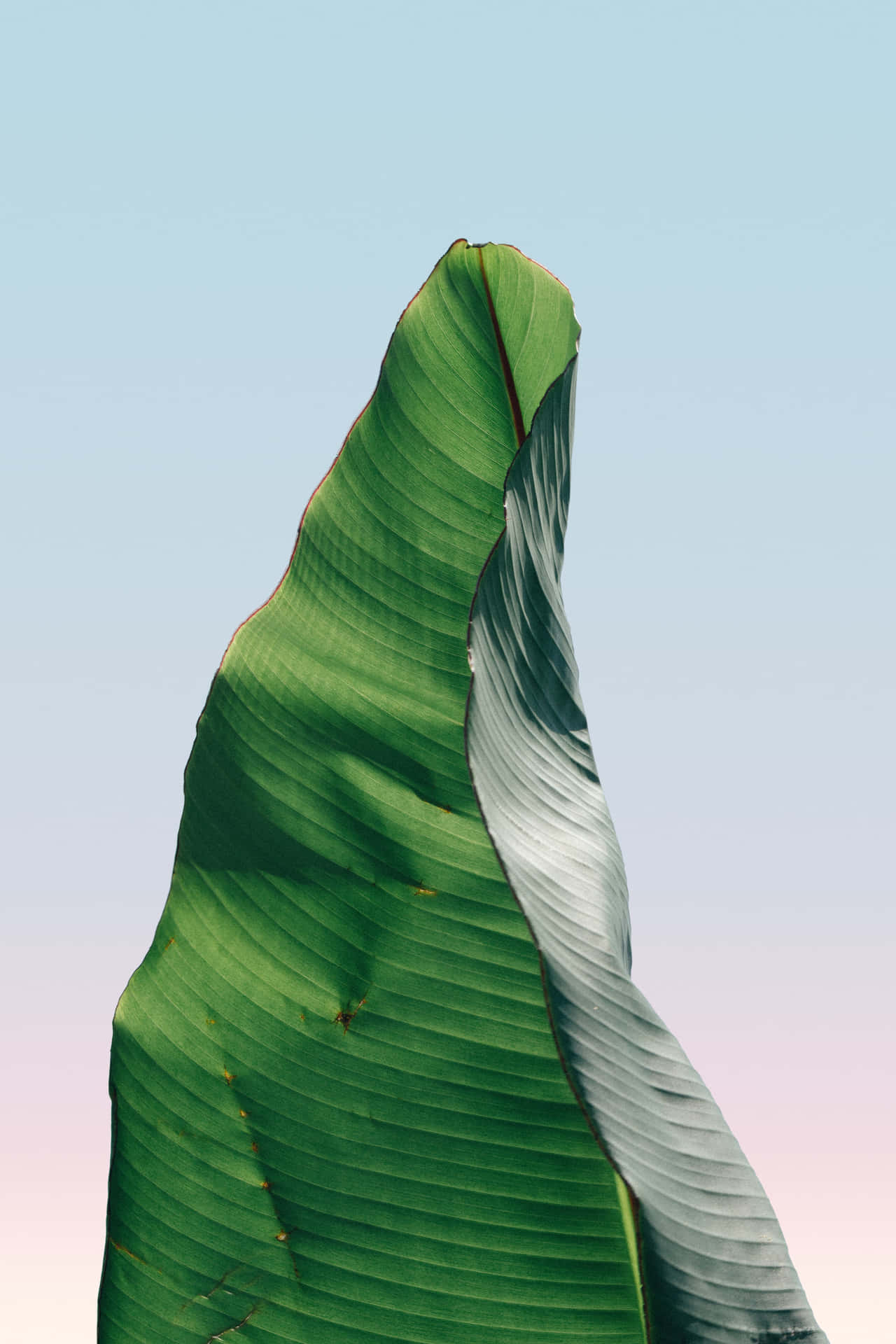 A Banana Leaf With A Pink Sky Background