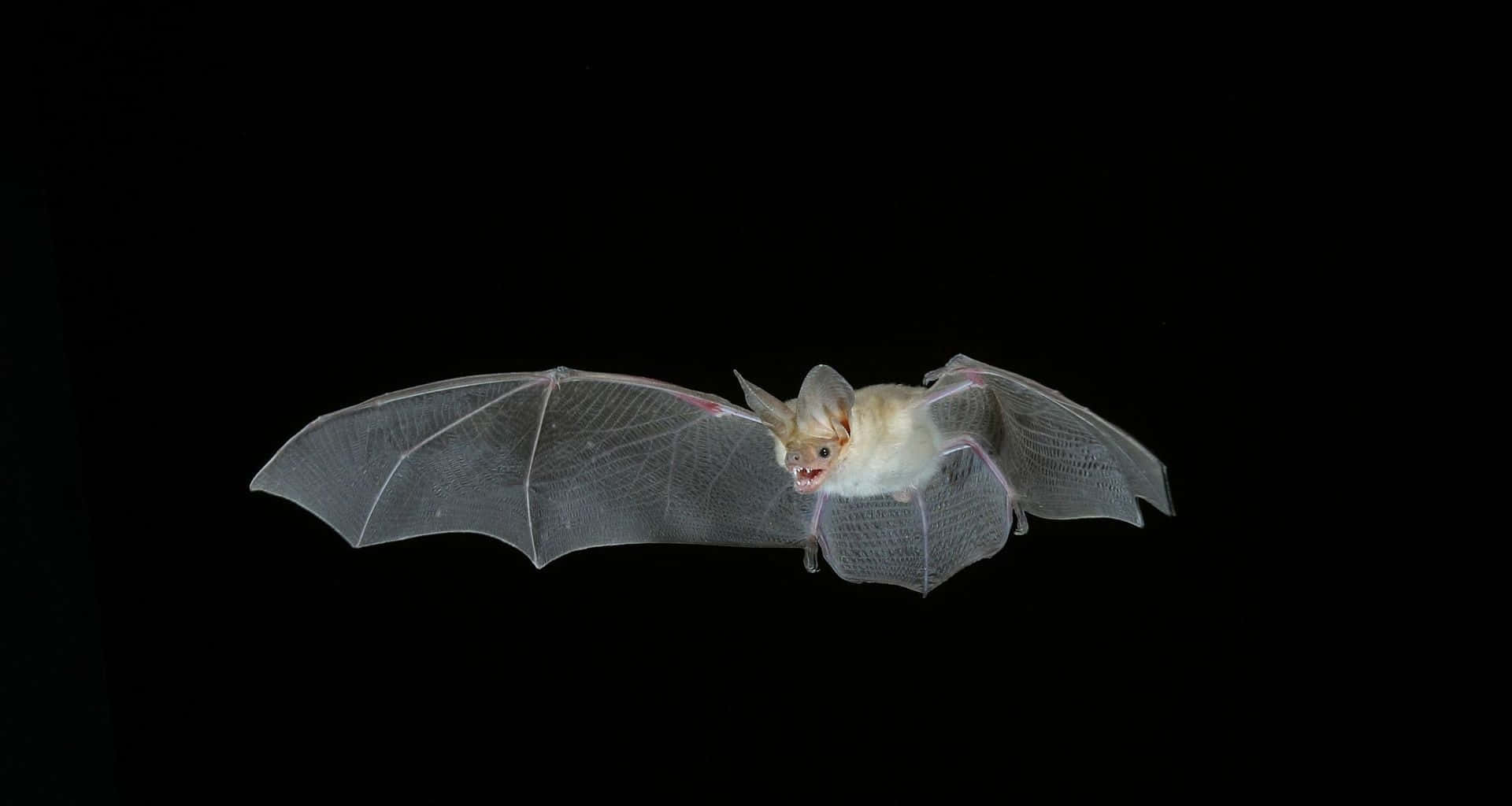 A Bat Flying In The Dark With Its Wings Spread Background