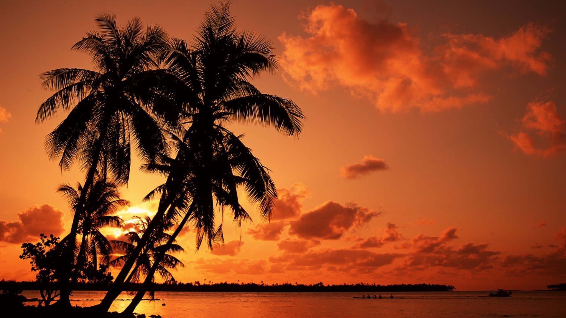 A Beach With A Beautiful Palm Tree To Relax