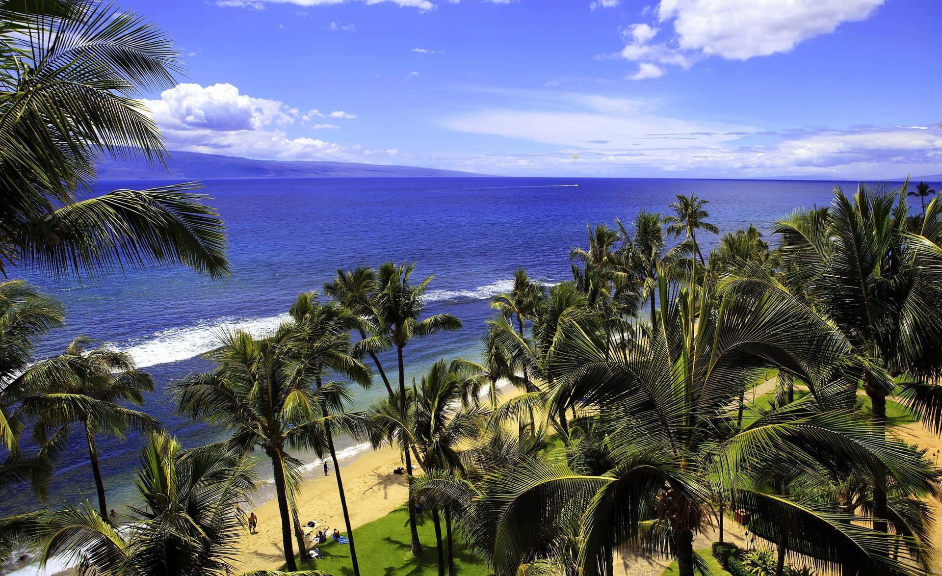 A Beach With Palm Trees