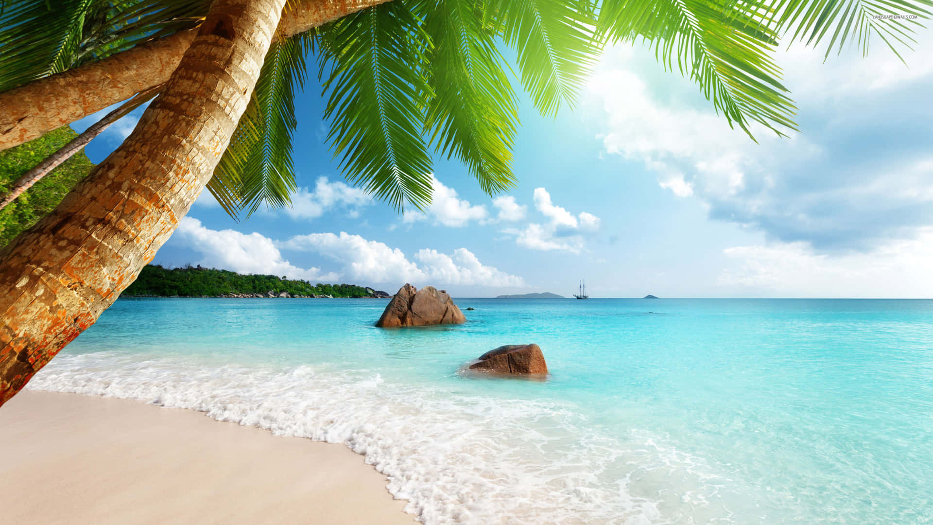 A Beach With Palm Trees And A Blue Ocean Background