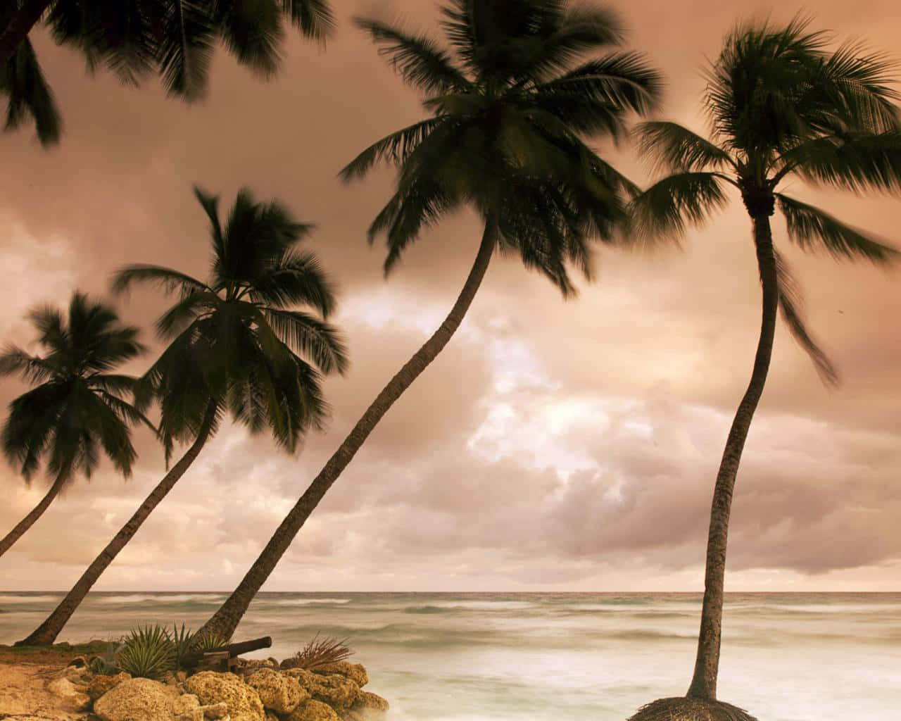 A Beach With Palm Trees And A Rocky Shore Background