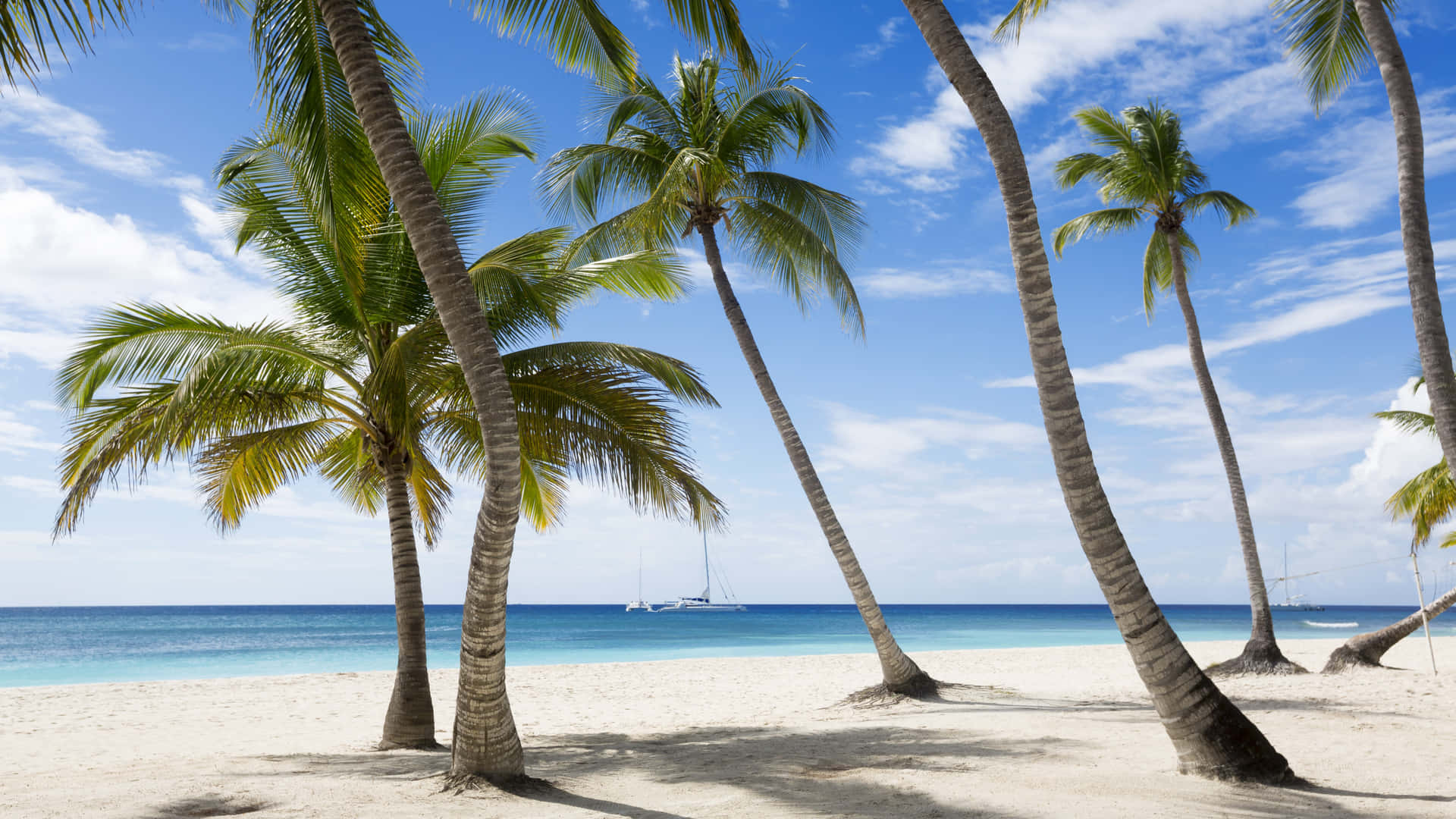 A Beach With Palm Trees And A Sailboat Background