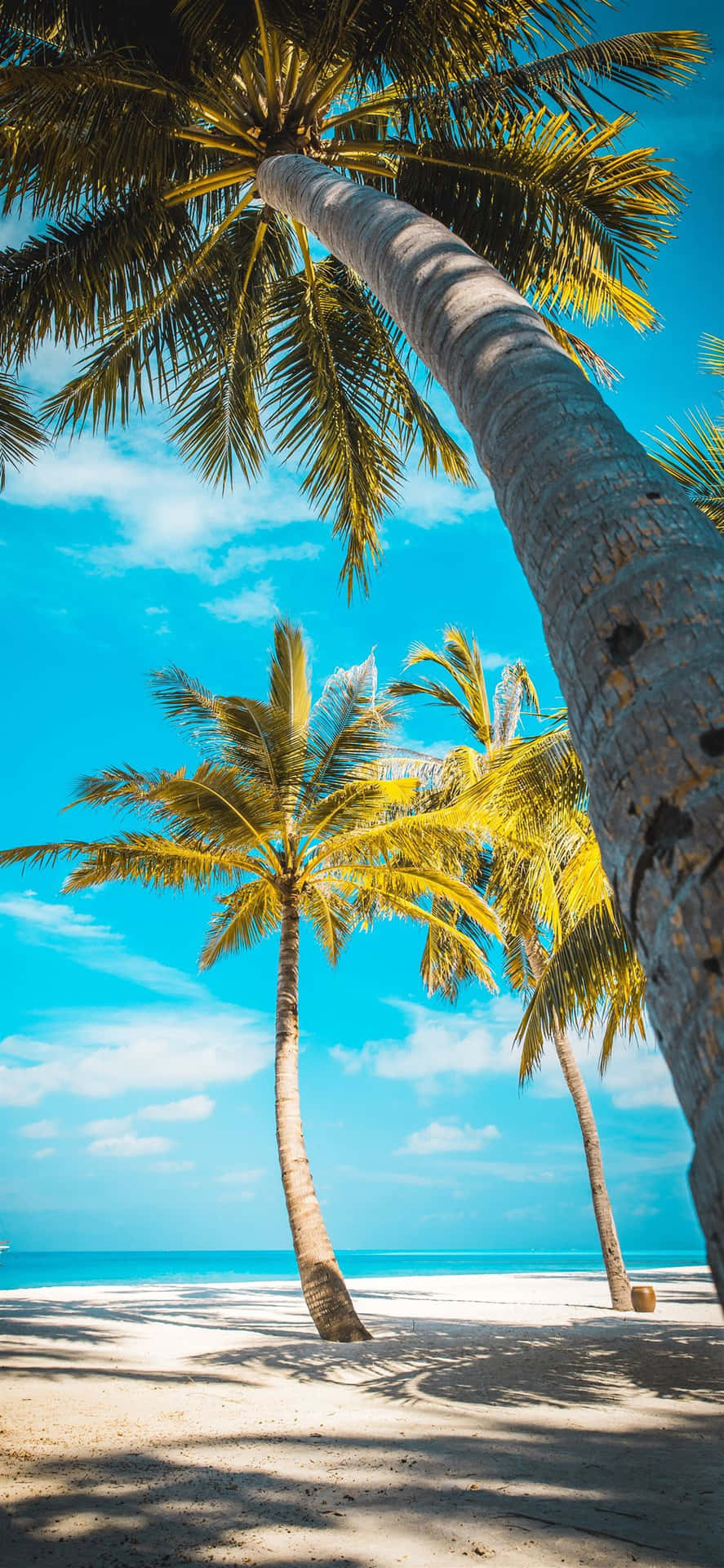 A Beach With Palm Trees And Blue Sky Background